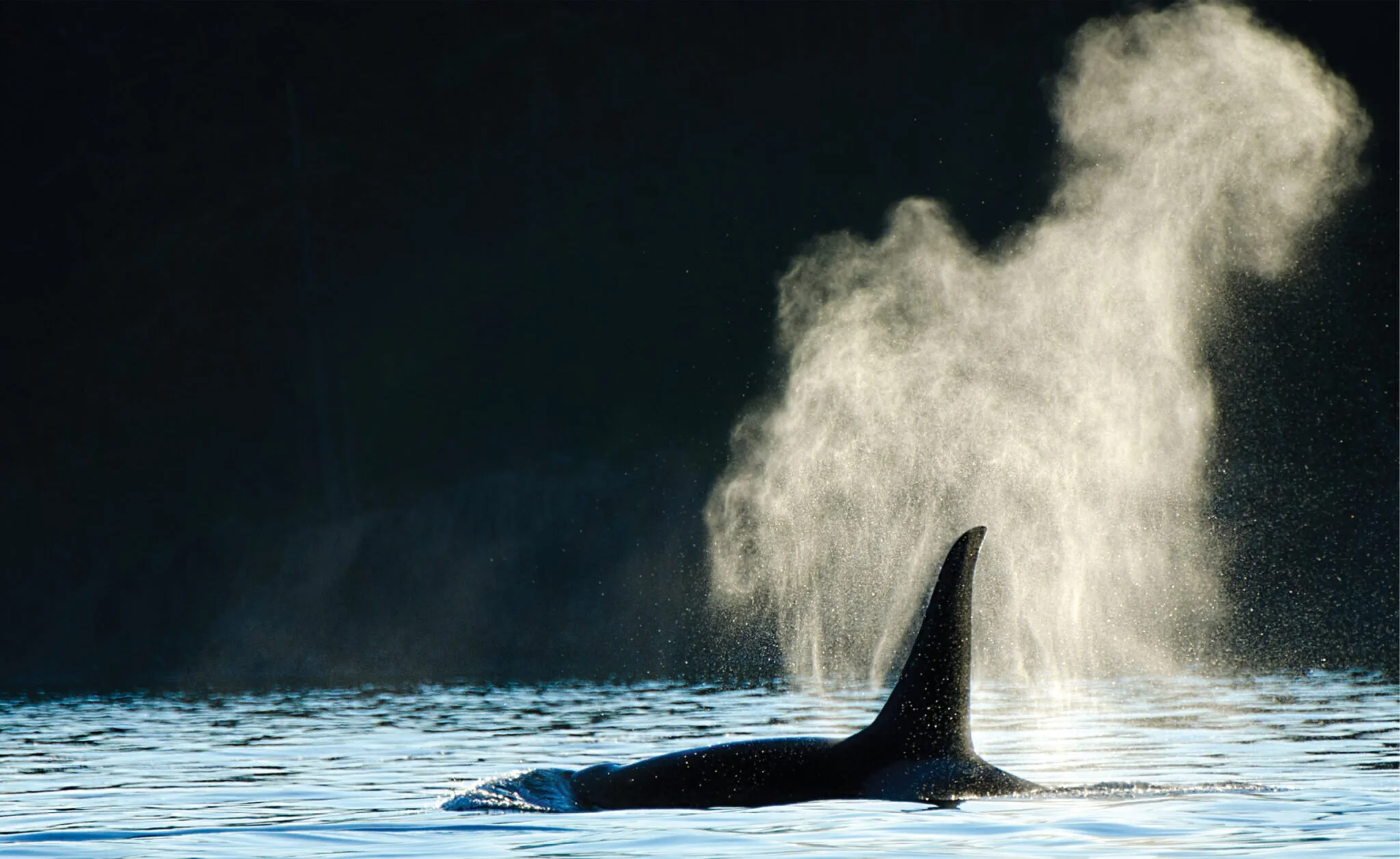 Whale Watching with the Tsawout Nation