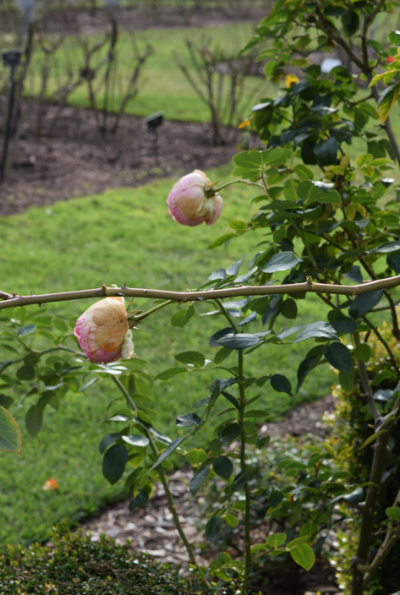 Rose arbor close up.