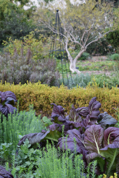 Potager/herb garden.