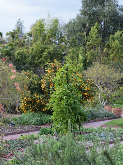 Herb garden obelisk.