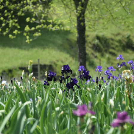 Another view of the flowers at Napa Country Iris Farm.