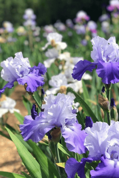 Close-up of the iris flowers. Photo credit: Leha Nguyen