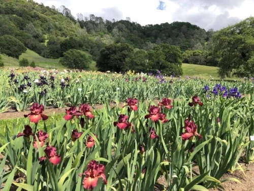 Another view of the Napa Country Iris Farm.