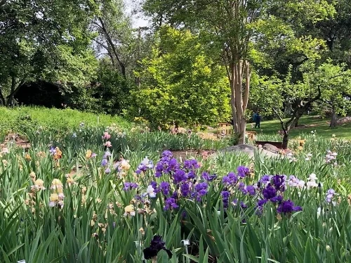 Another view of the Horton Iris Garden. Photo credit: Leha Nguyen