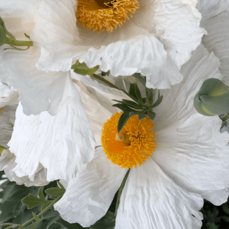 Here's a close-up pic I took of the Matilija Poppies. I love their delicate white wavy petals. They are about 4 inches in diameter.