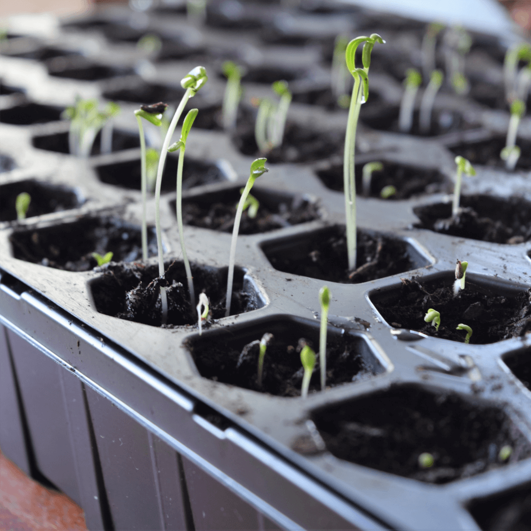My seeds have begun to sprout up already!