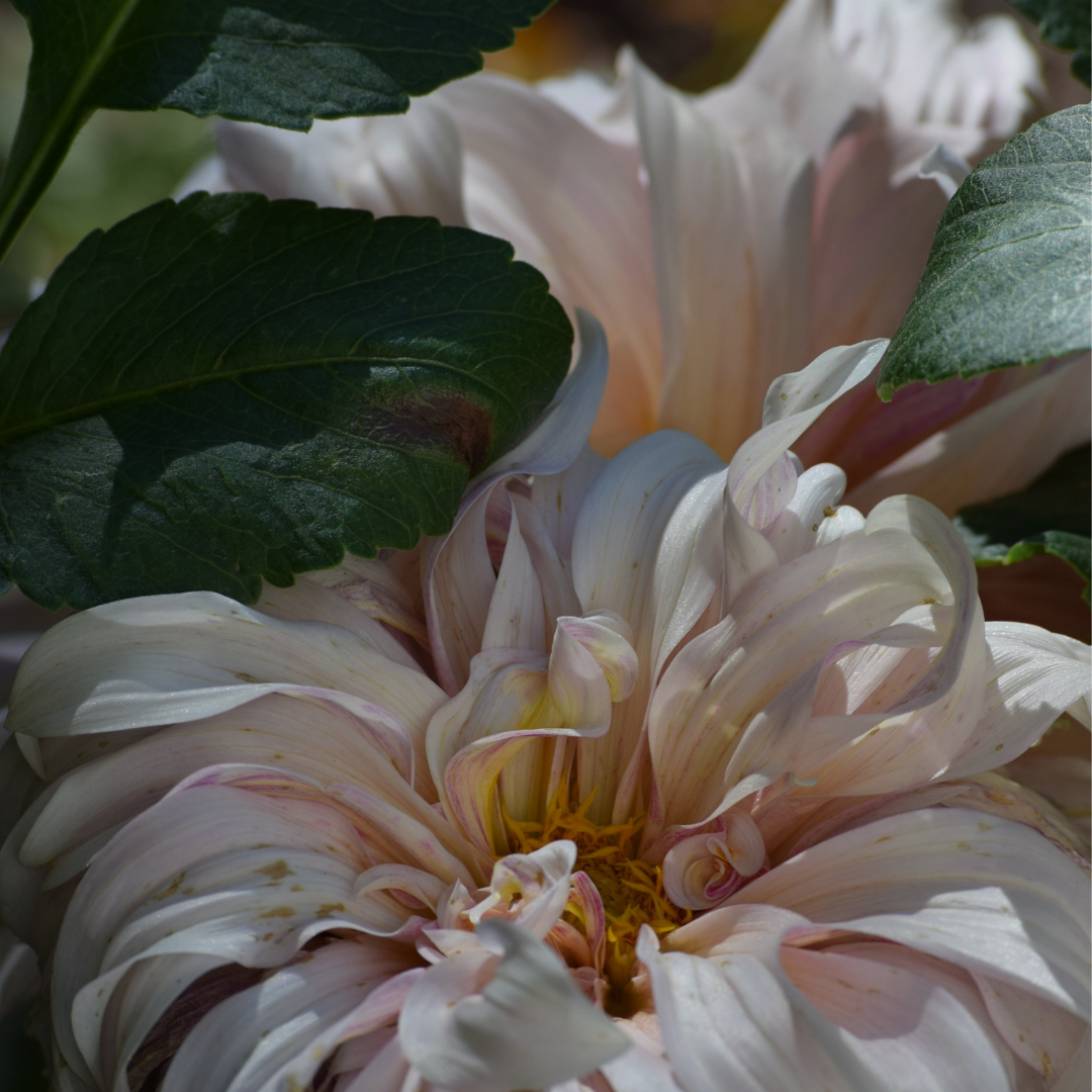 A close-up of the Cafe Au Lait Dahlia from last year’s garden.
