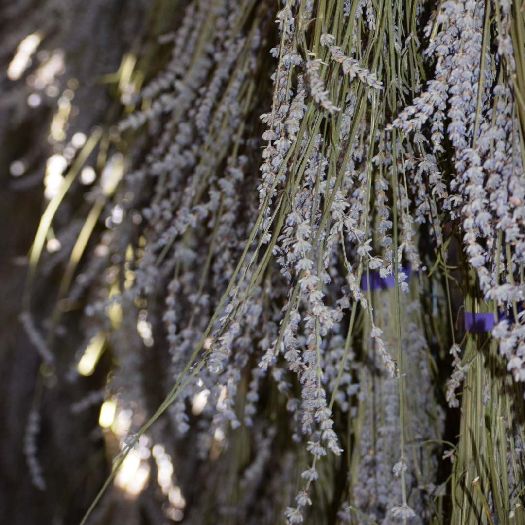 Grosso Lavender bundles drying.