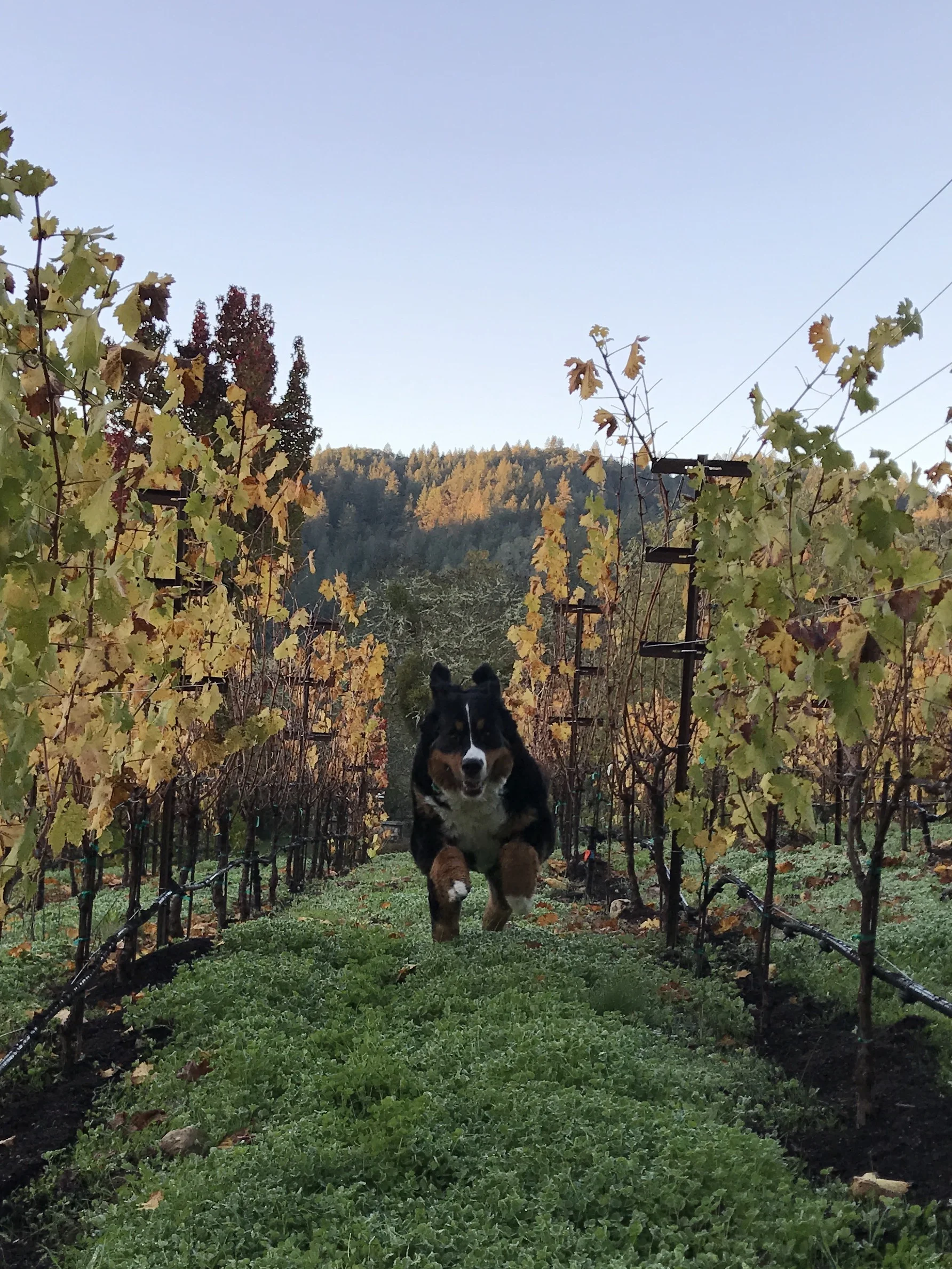 Winery dog