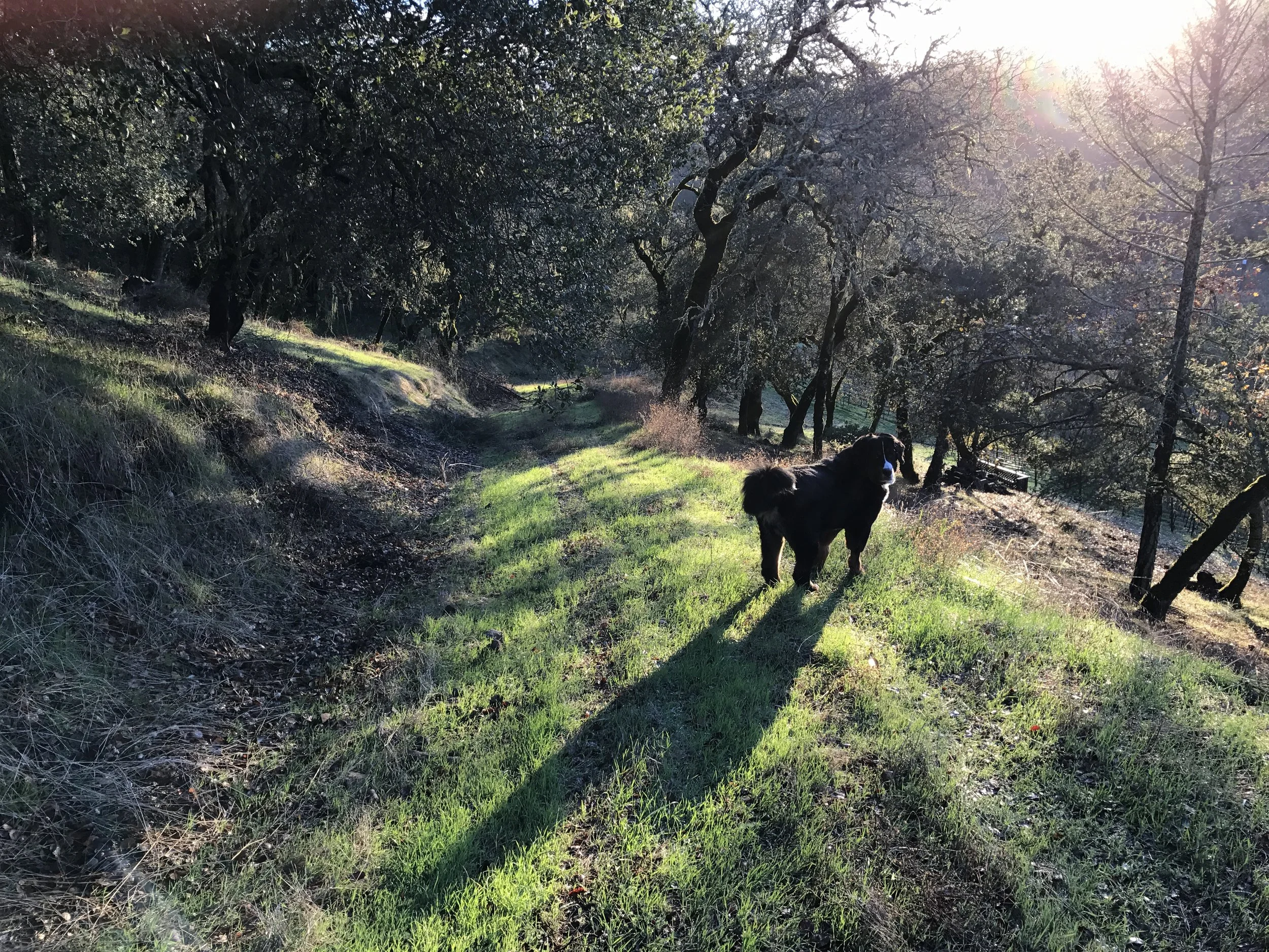 Morning stroll
