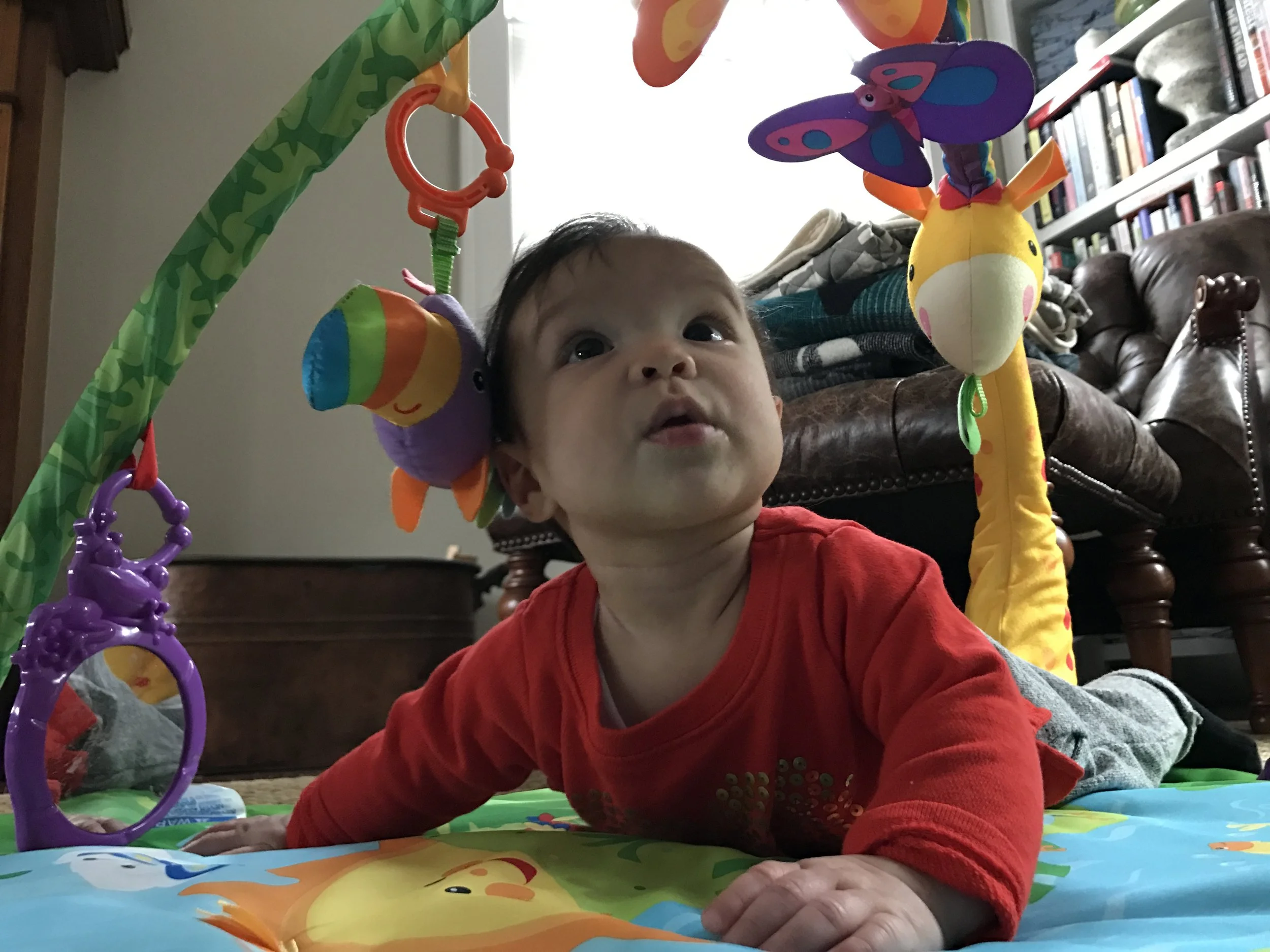 Rainforest meanderings