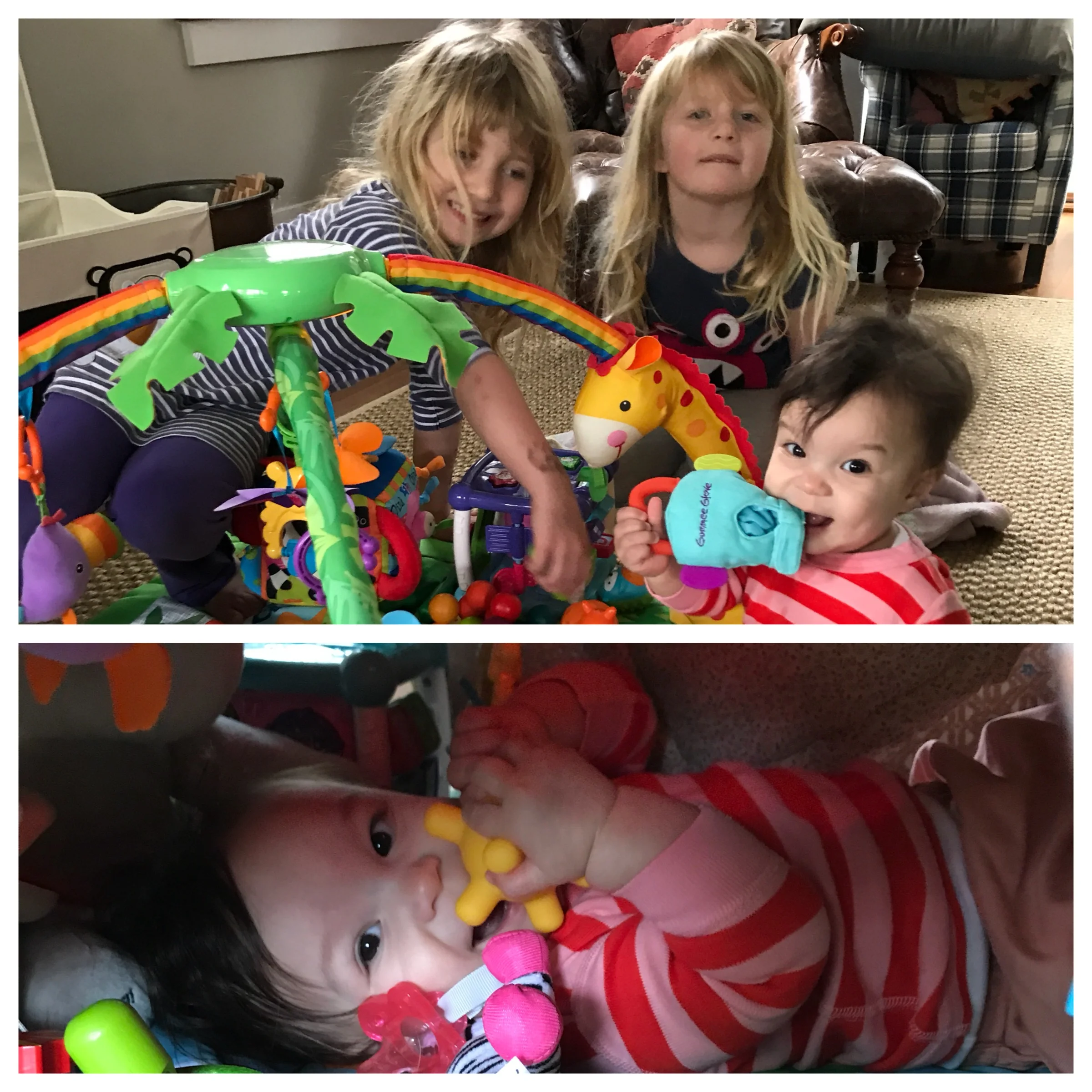 Toys, tents, and Tasmanian devils