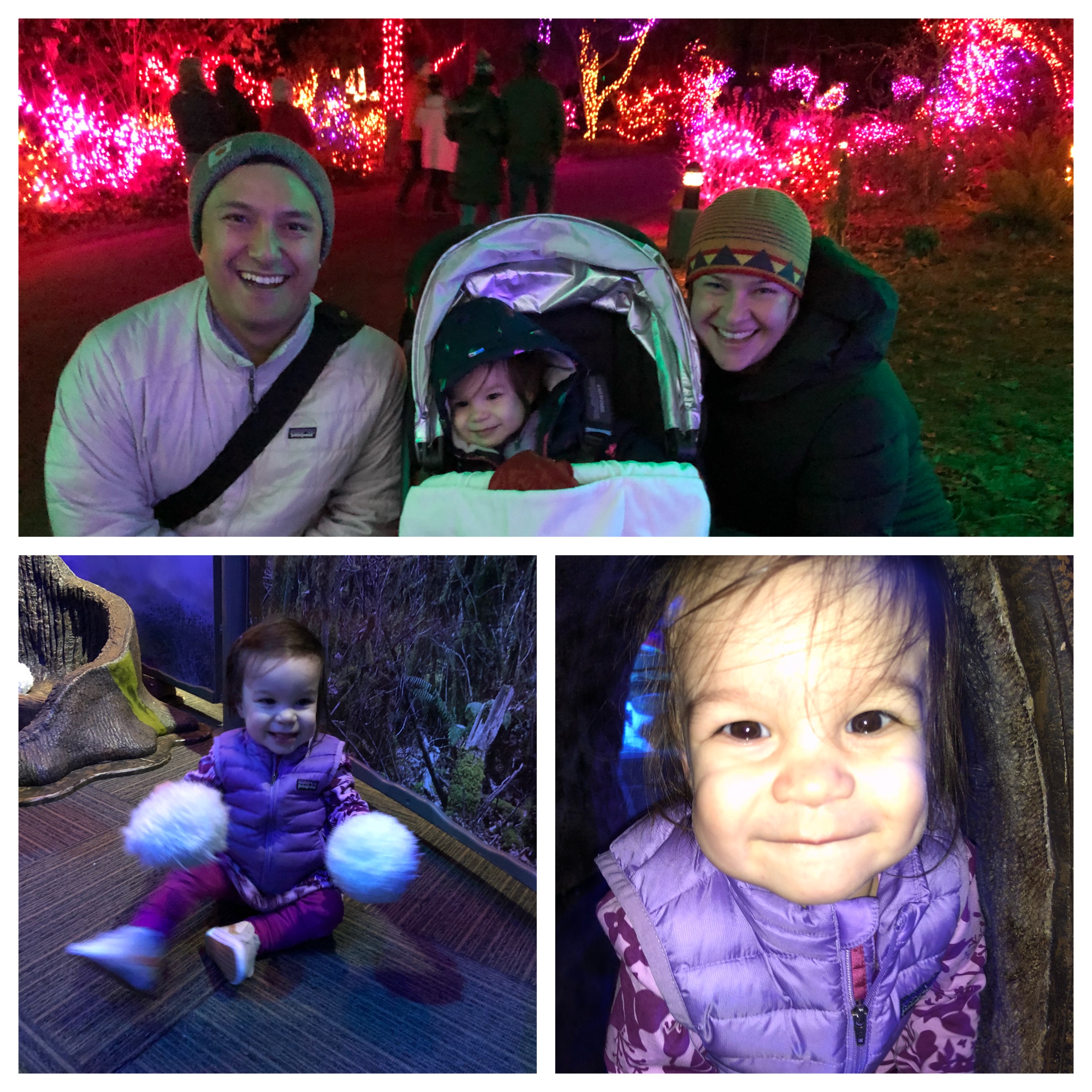 Wild Lights at the zoo