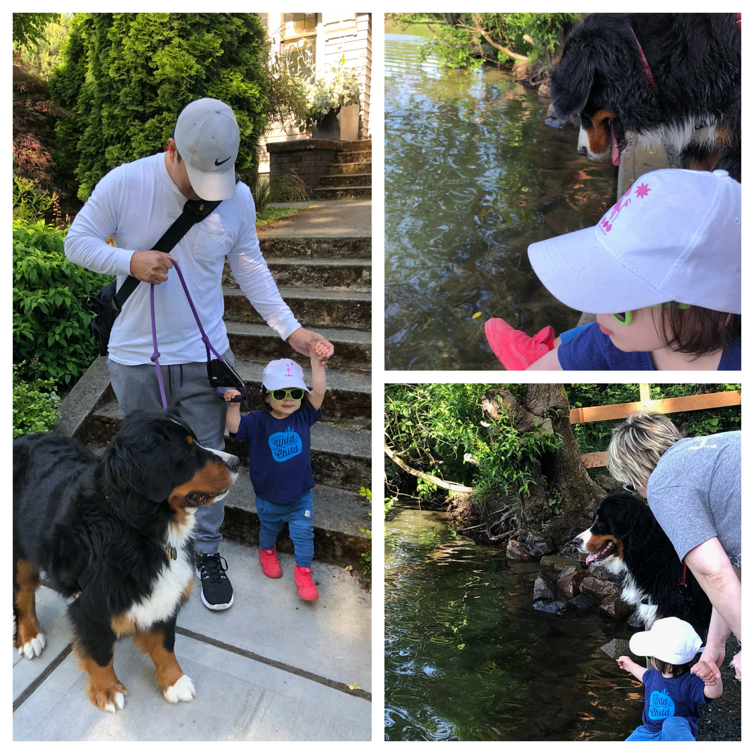 Dog Disneyland