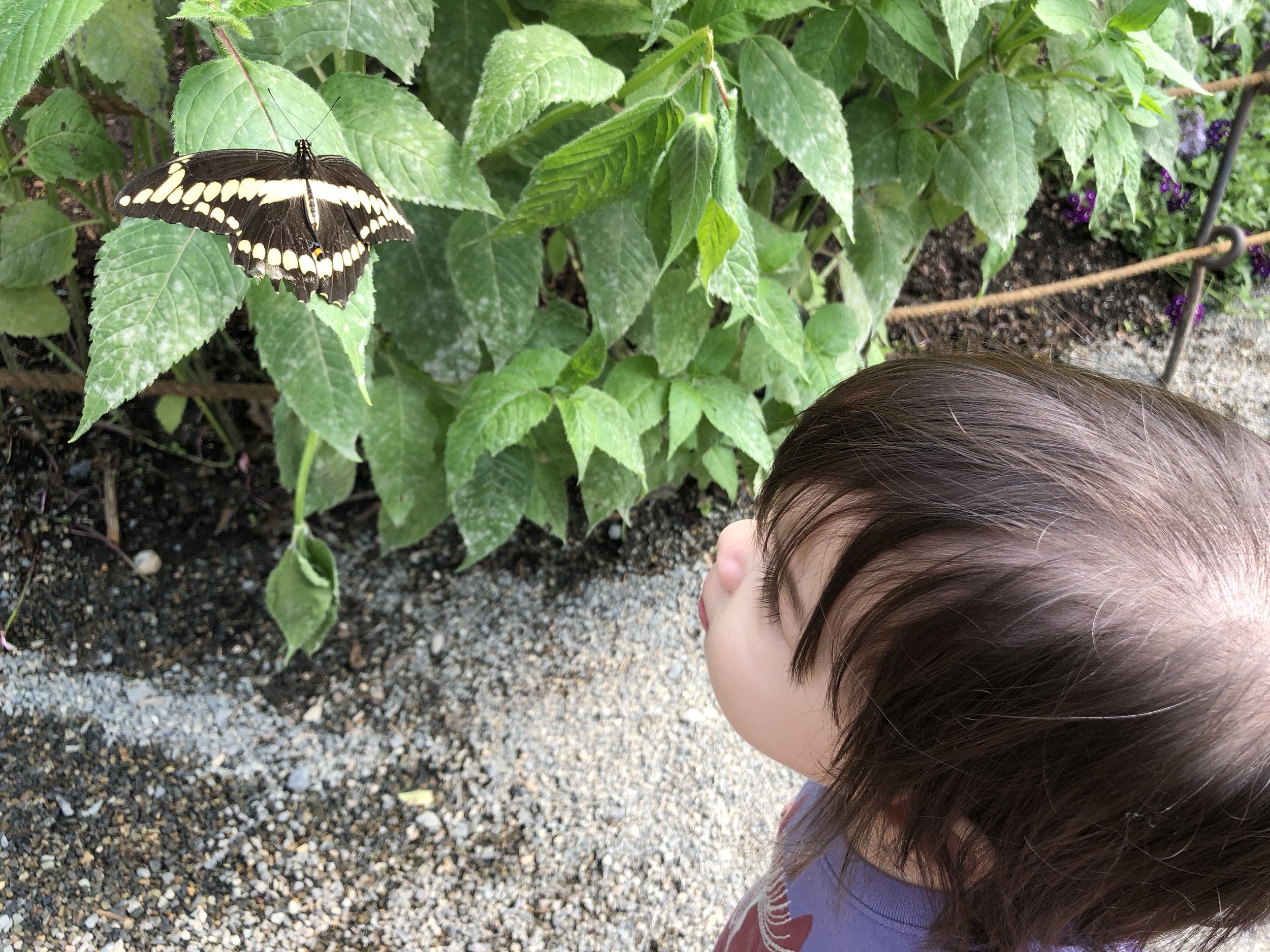 Butterflies at the zoo