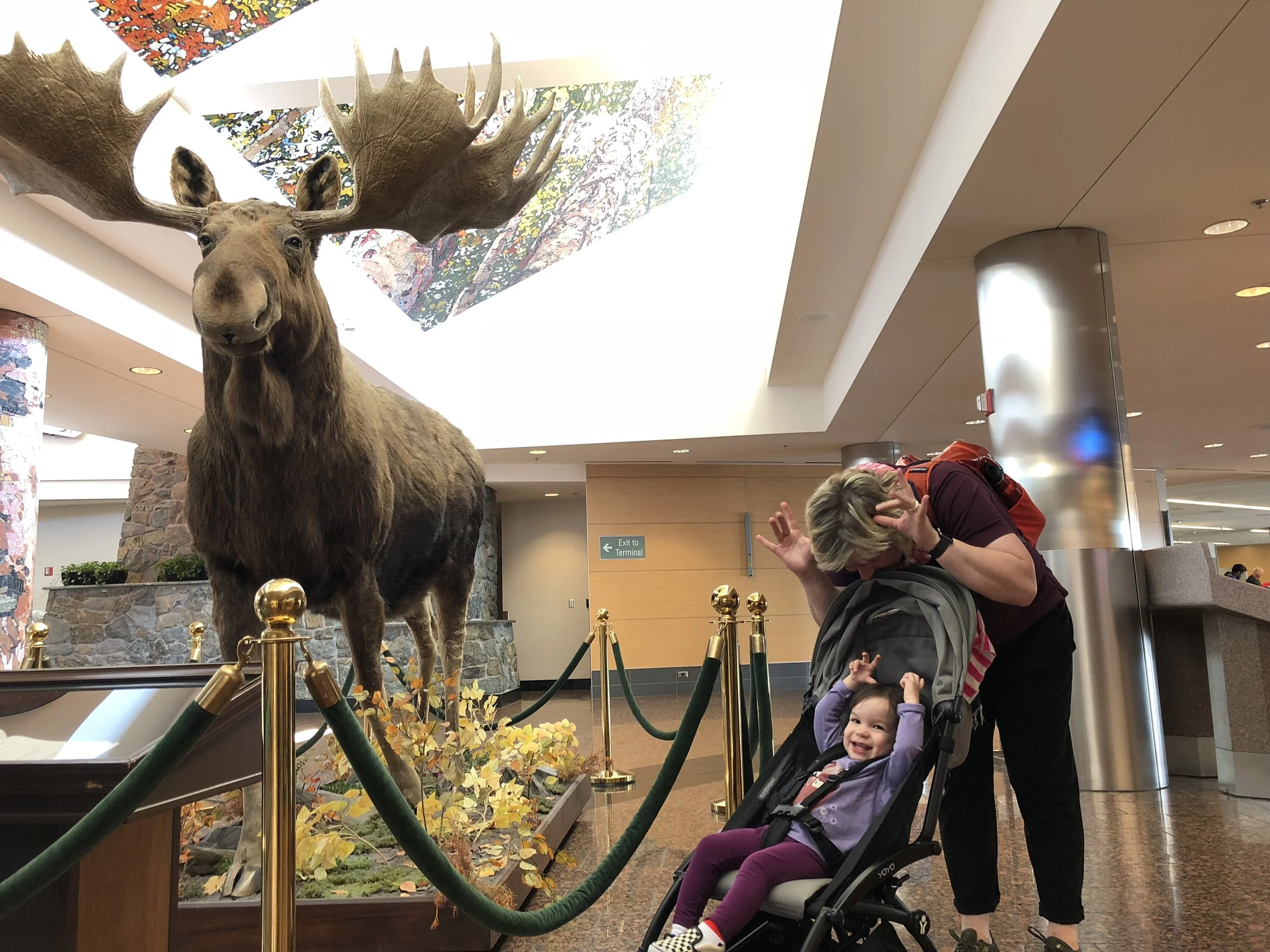 Moose antlers on our heads