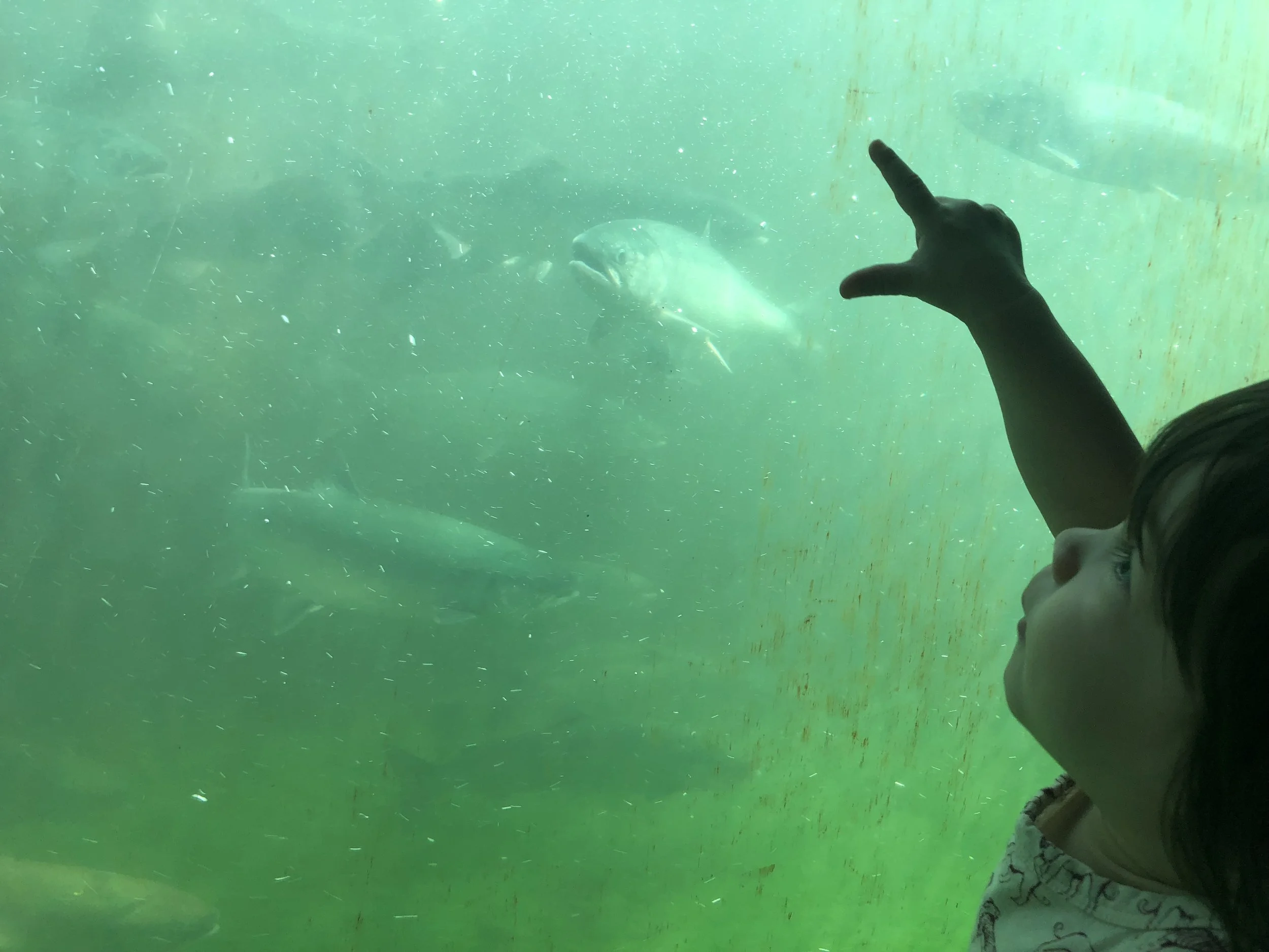 Ballard Locks fish ladder