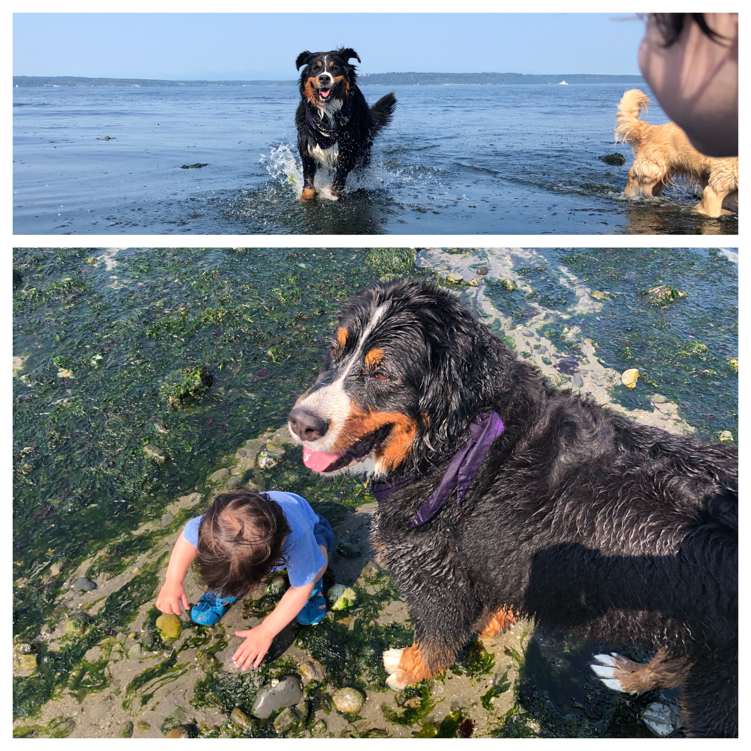 Tidepooling