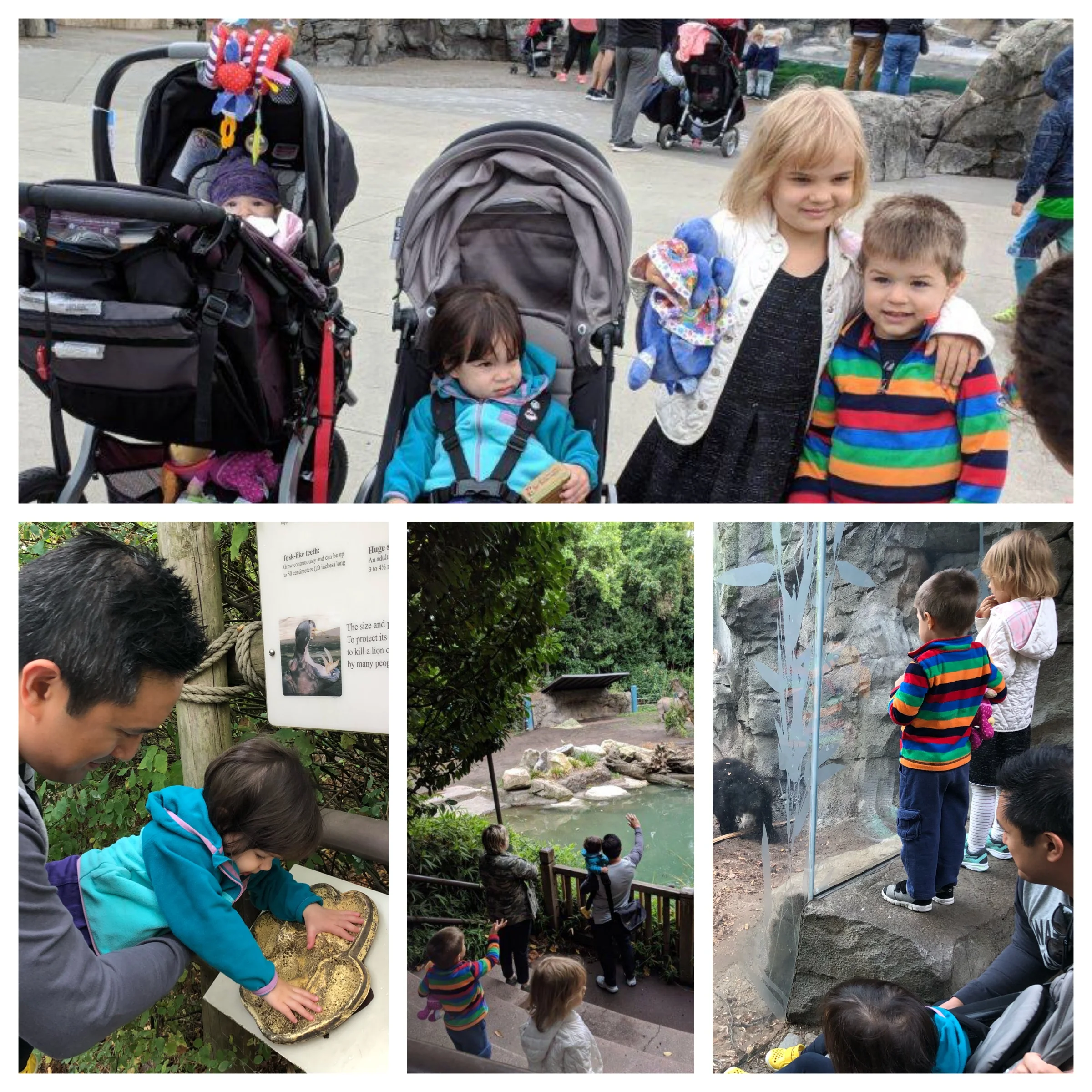 Hippos, rhinos, and sloth bears