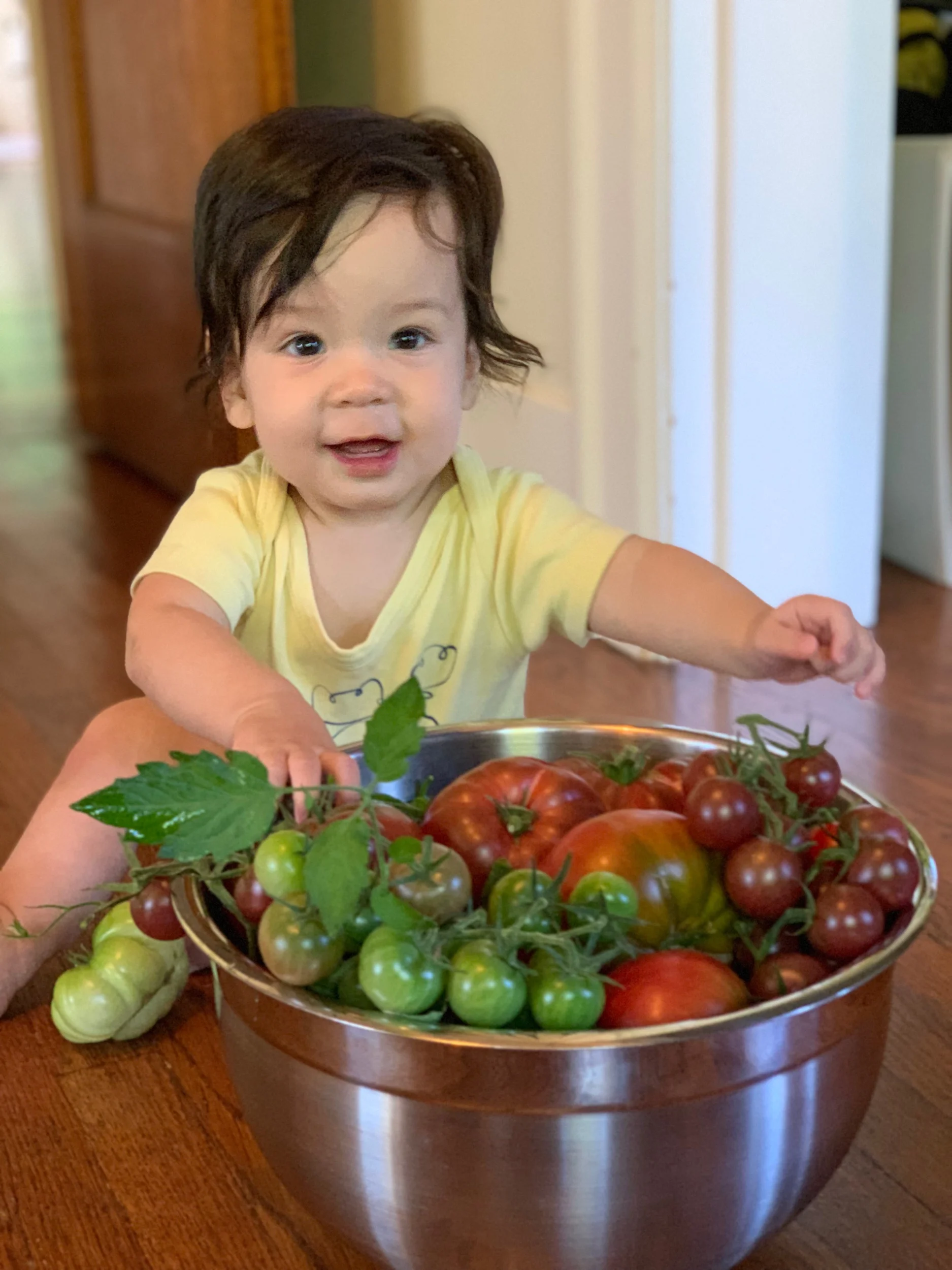 First tomato harvest of the year