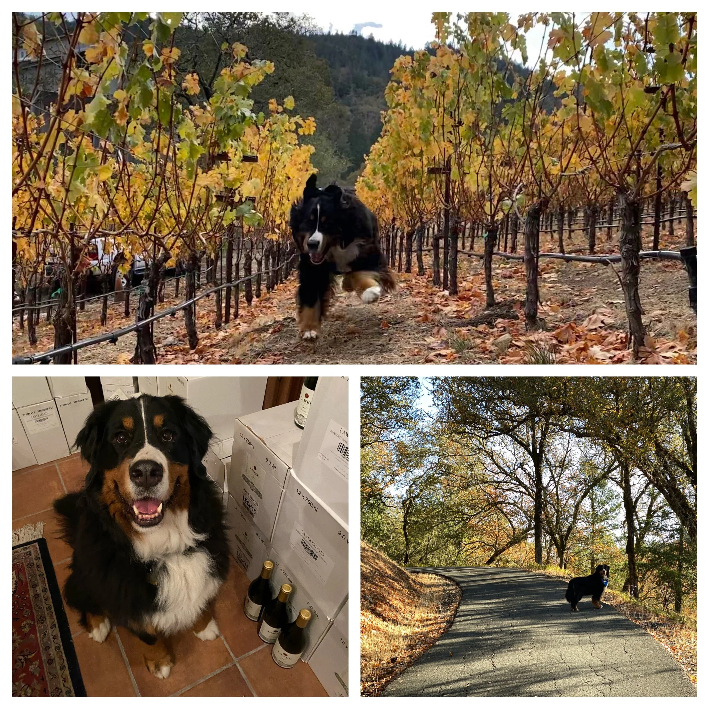 Winery dog