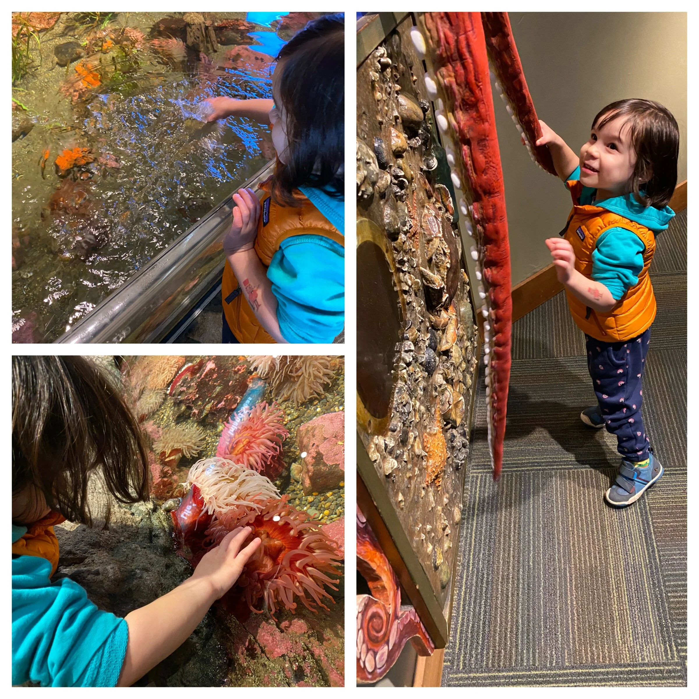 Suckers for the aquarium