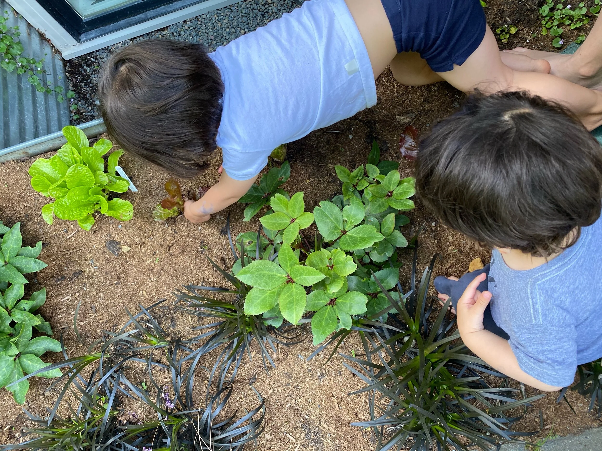 Picking salad dippers