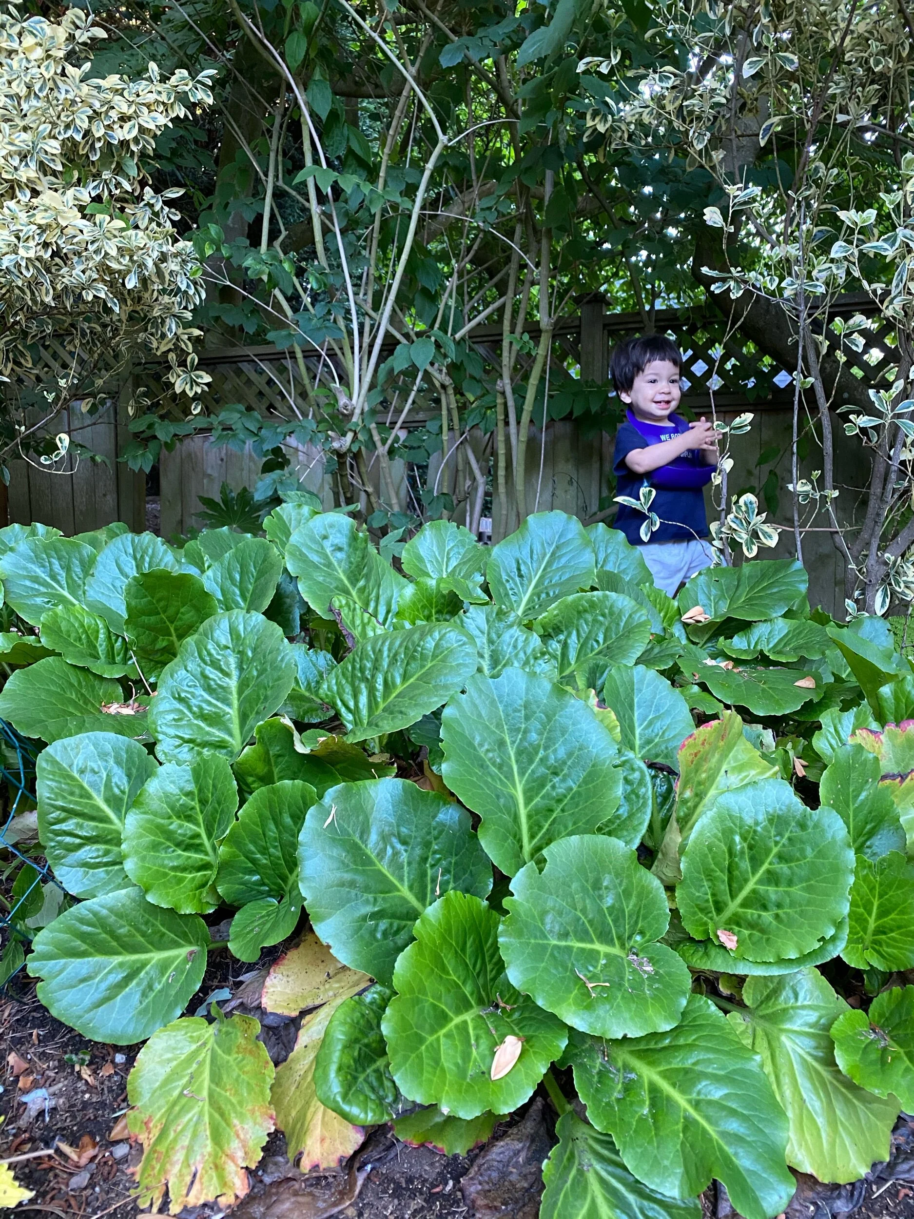 Bibbed Behemoth of the Backyard