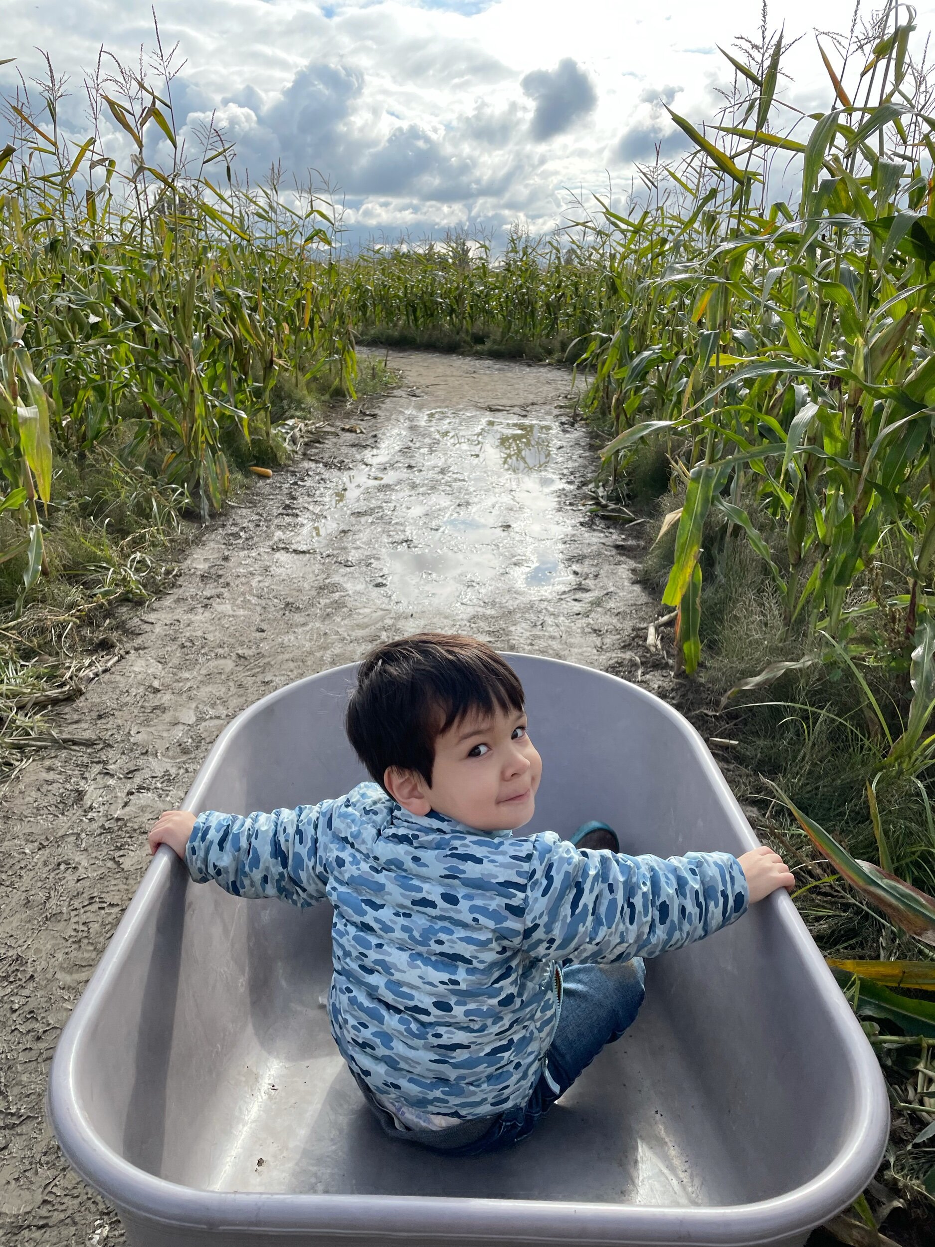 Into the corn maze