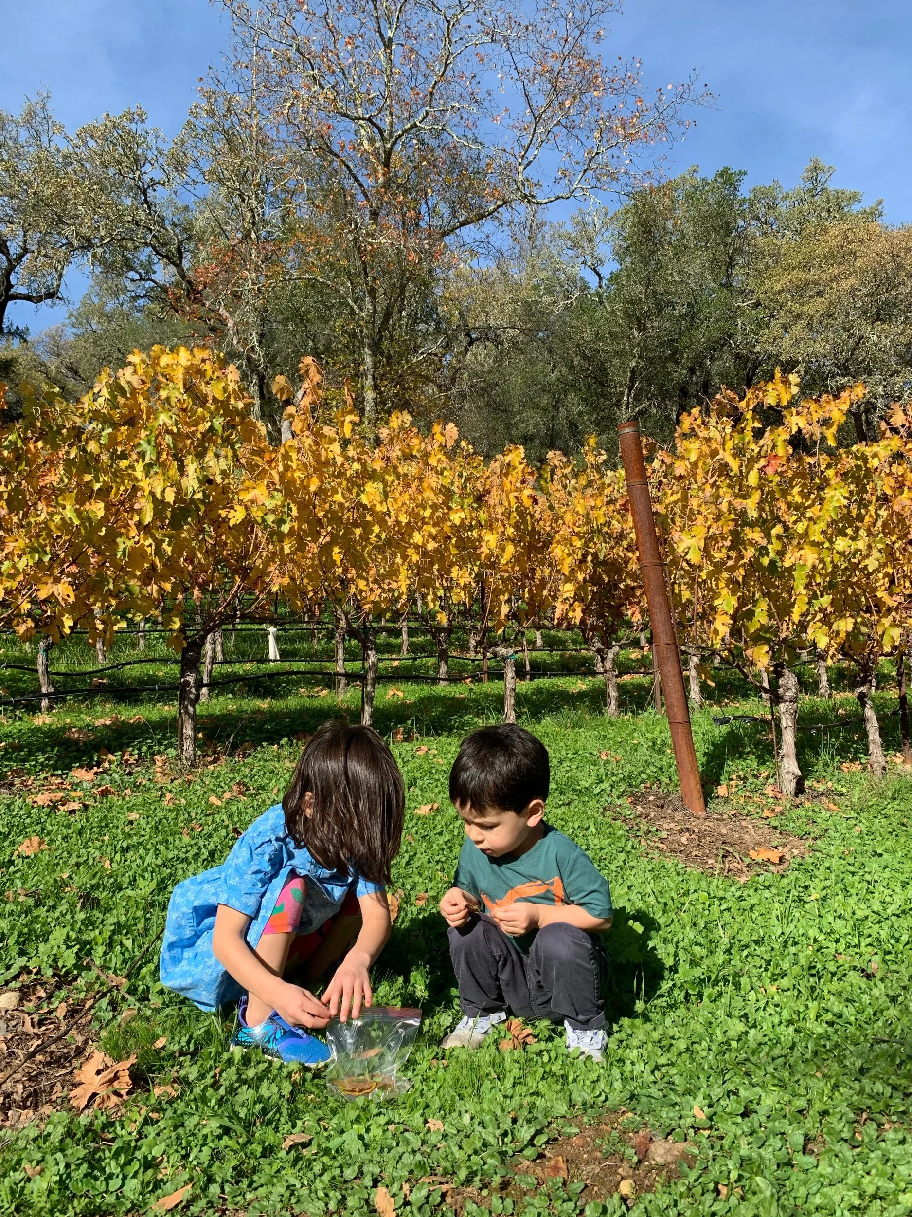 Table centerpiece foraging