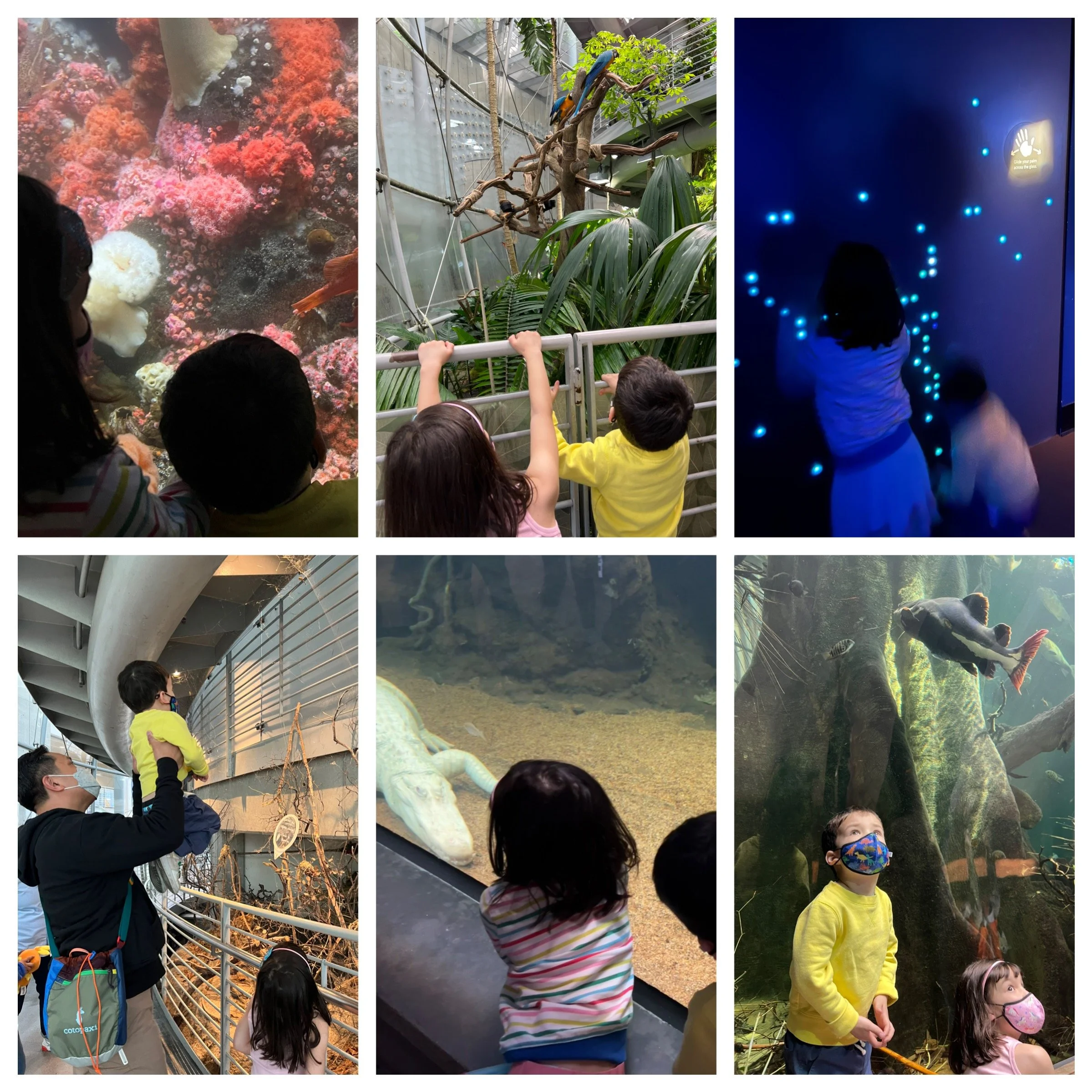 California Academy of Sciences