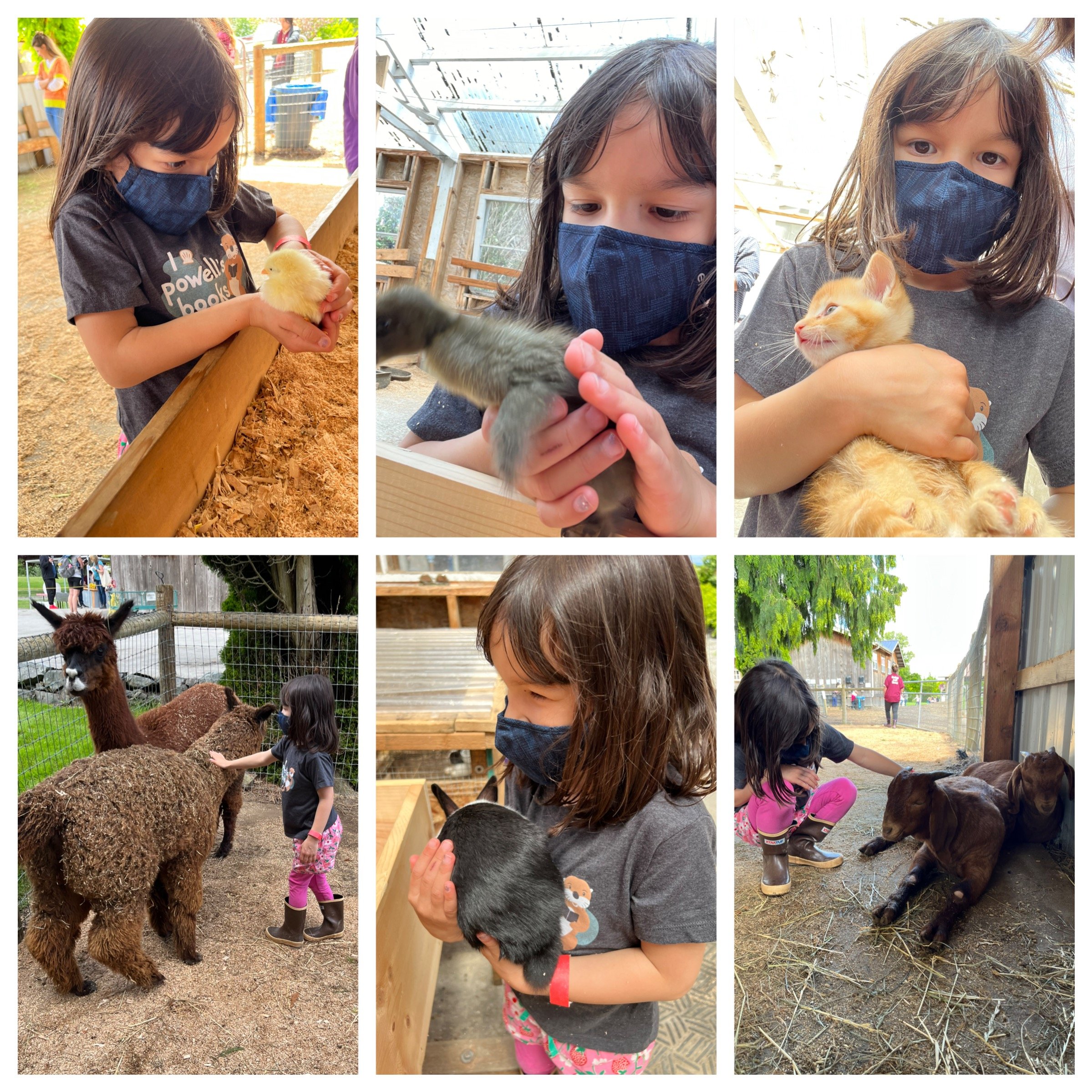 Petting baby animals