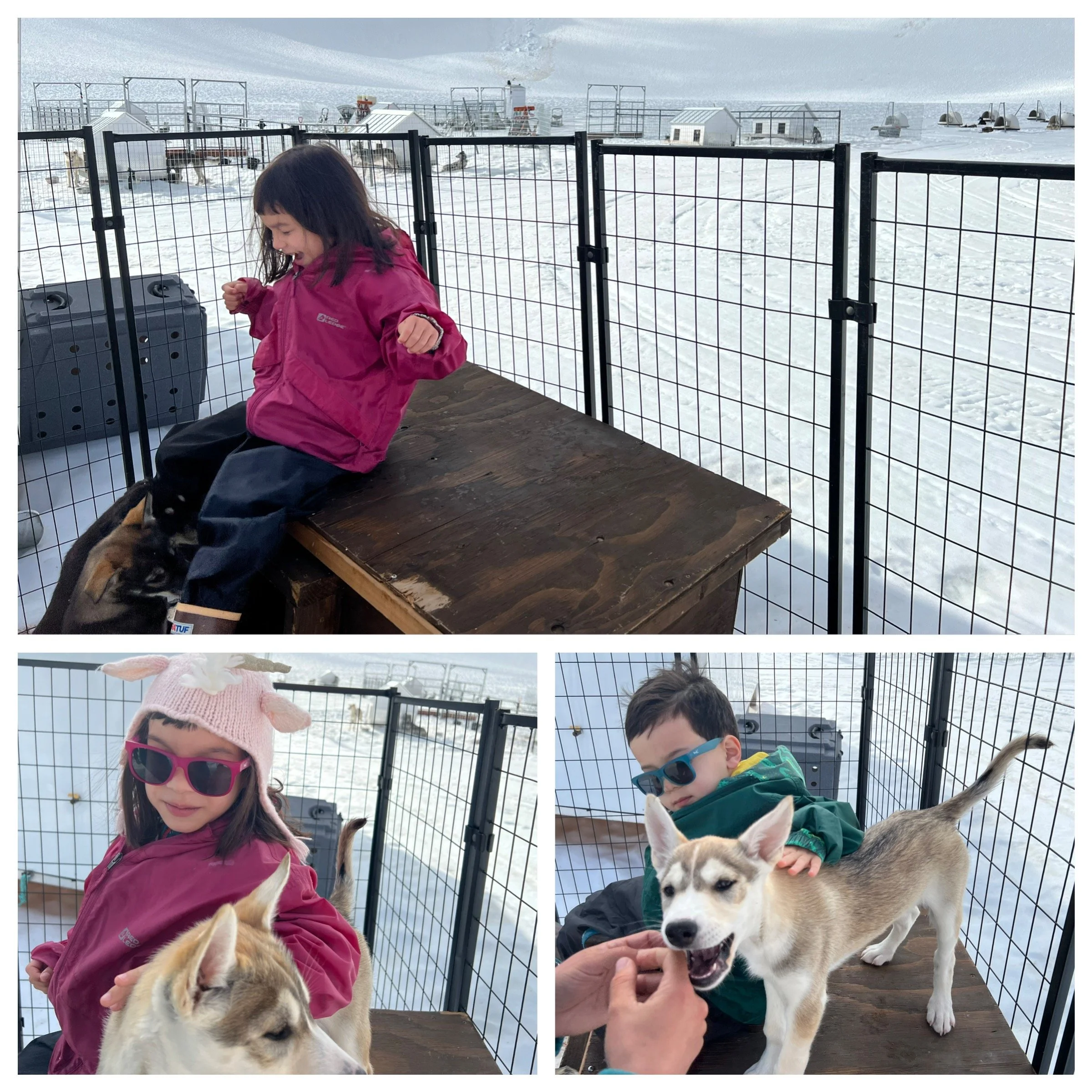 Punchbowl Glacier puppies