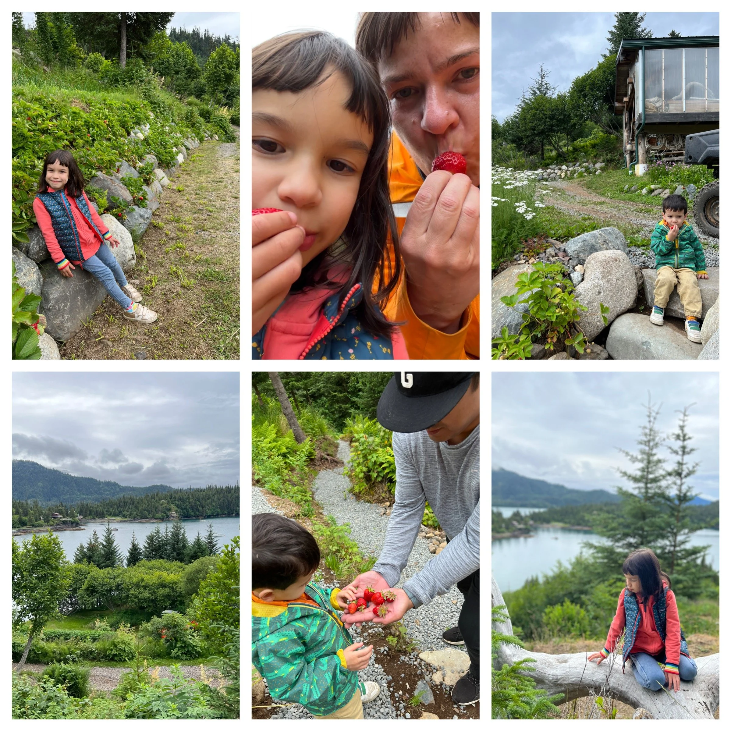 So many strawberries