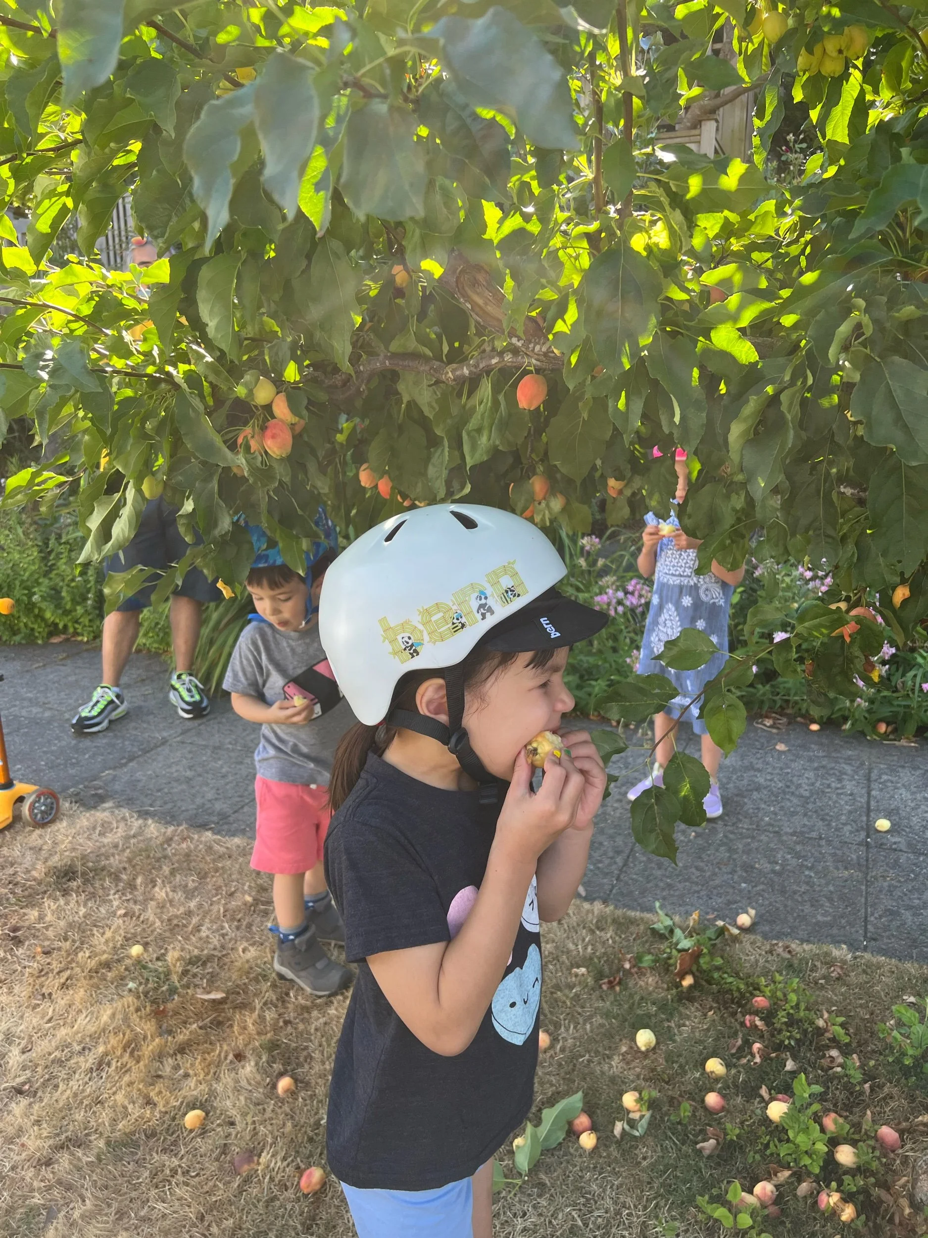 Neighborhood apple picking