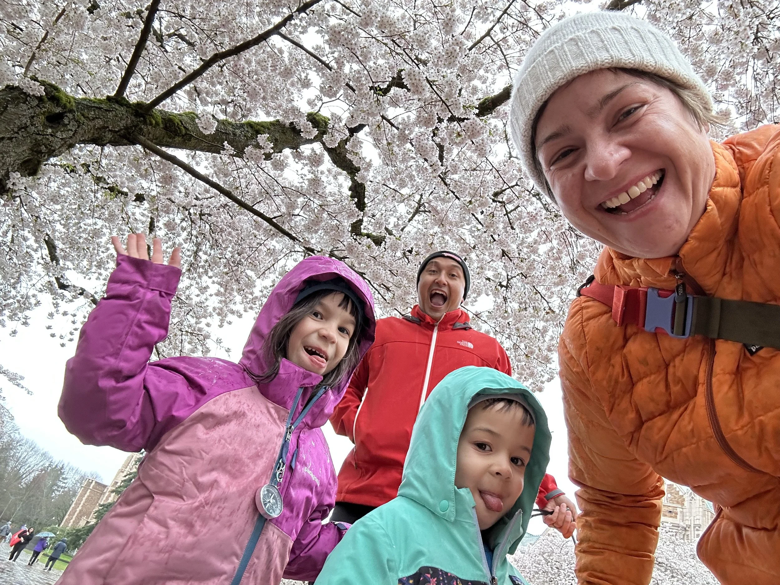 Cherry blossoms in the rain