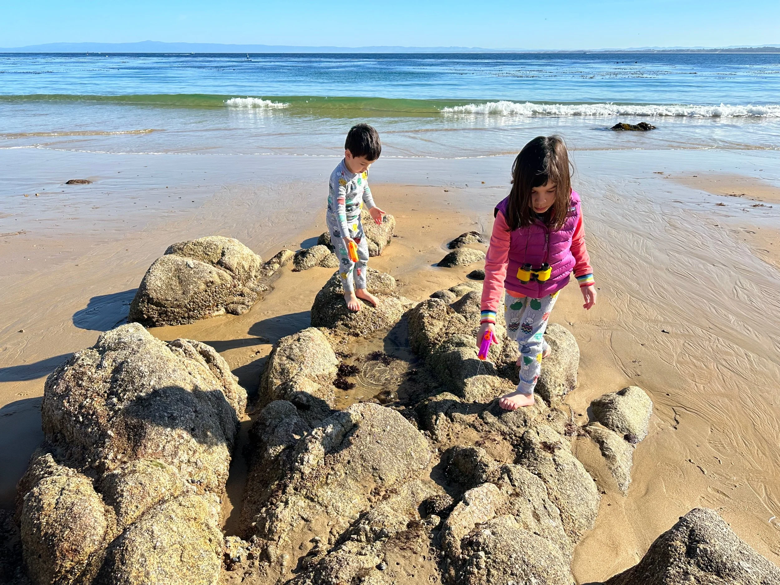 Save the sea anemones