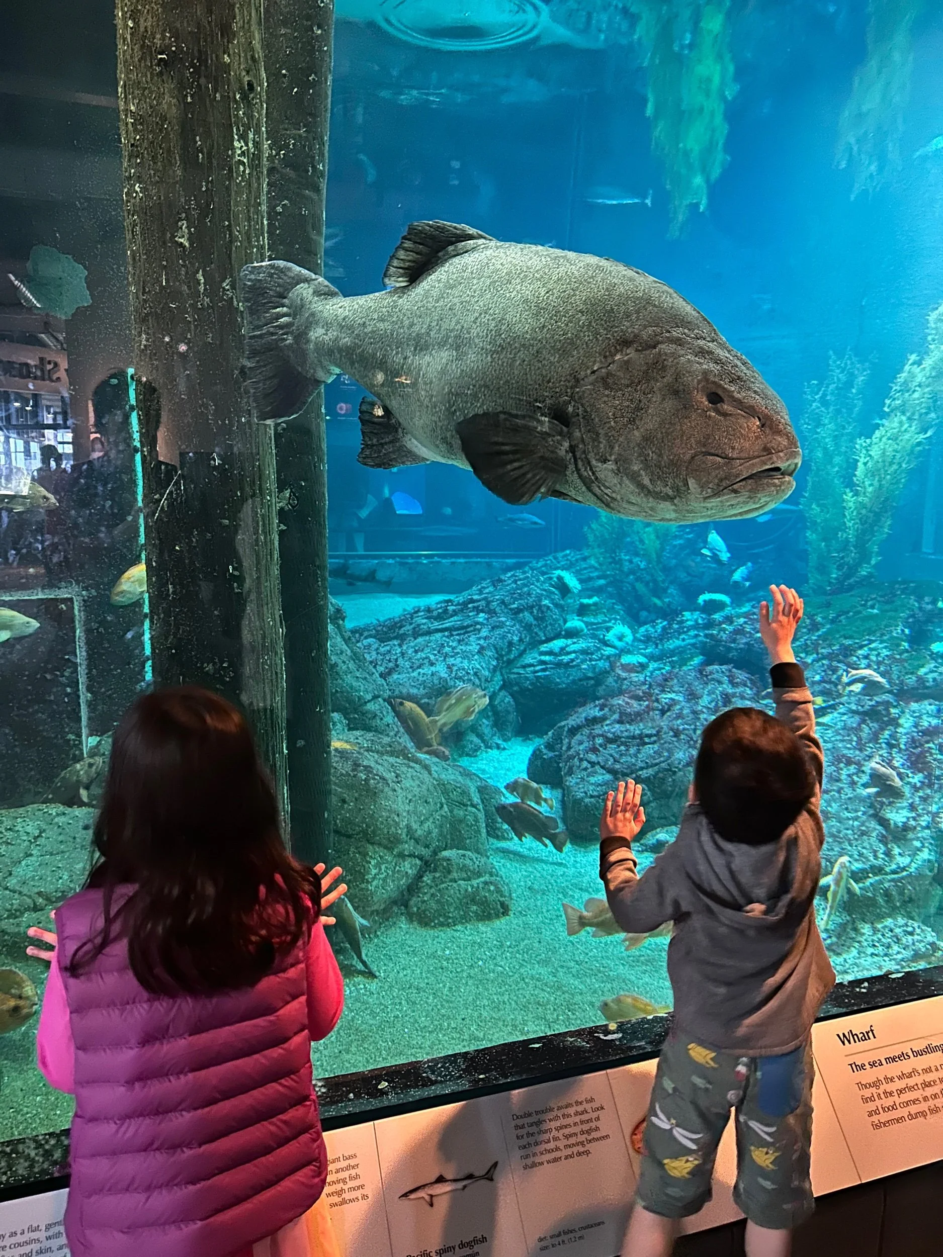 The Monterey Bay Aquarium