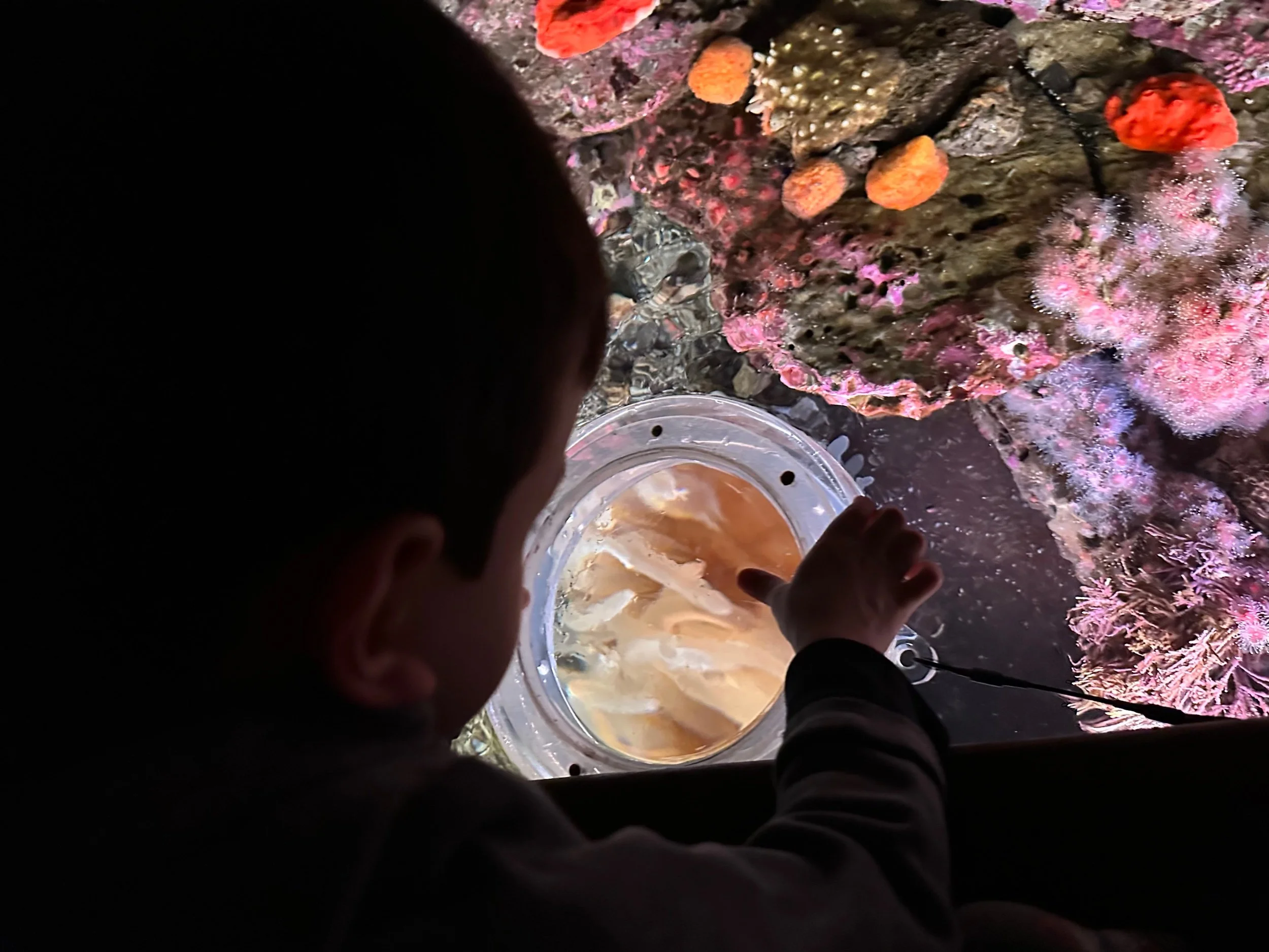 Sea anemones magnified