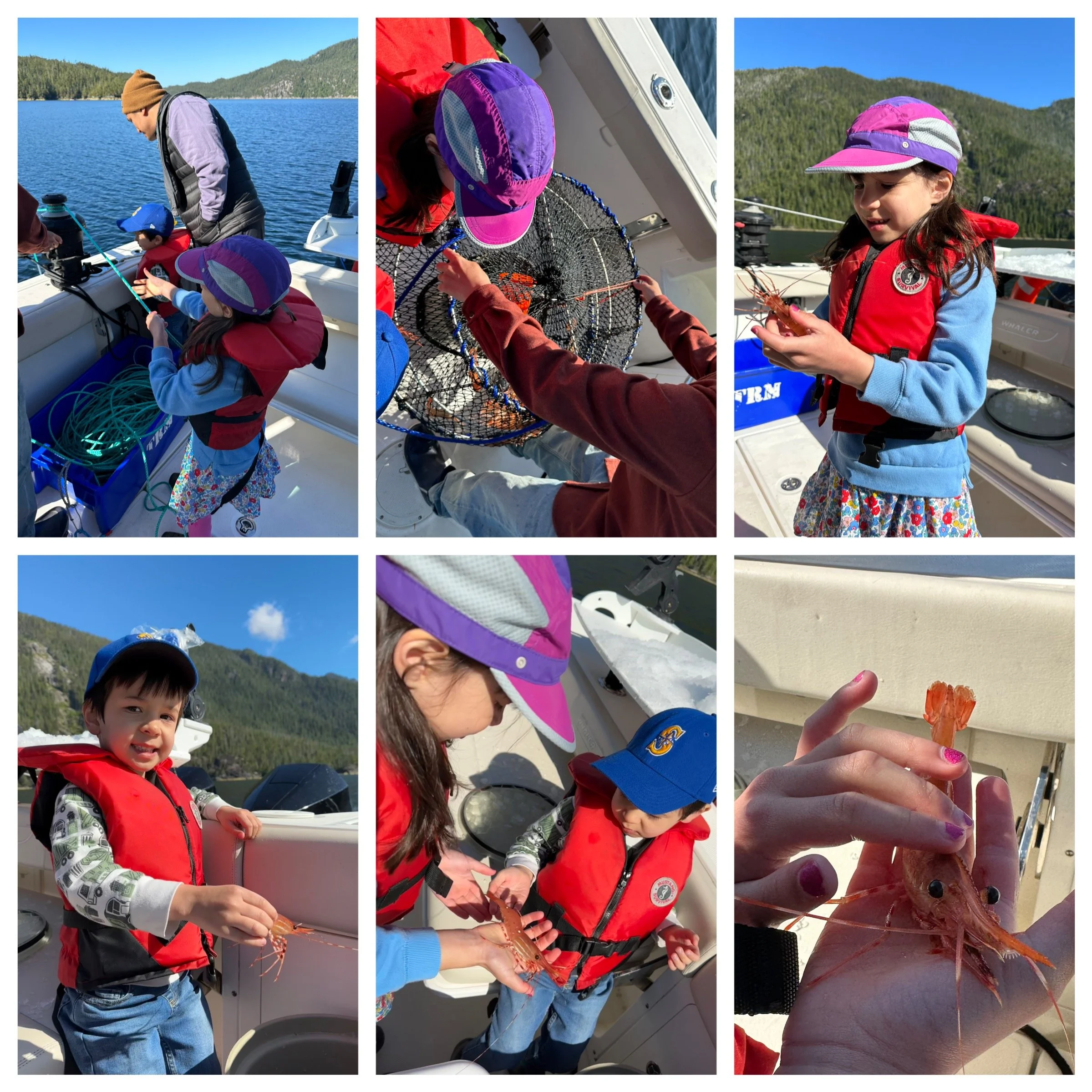 Spot on for spot prawns