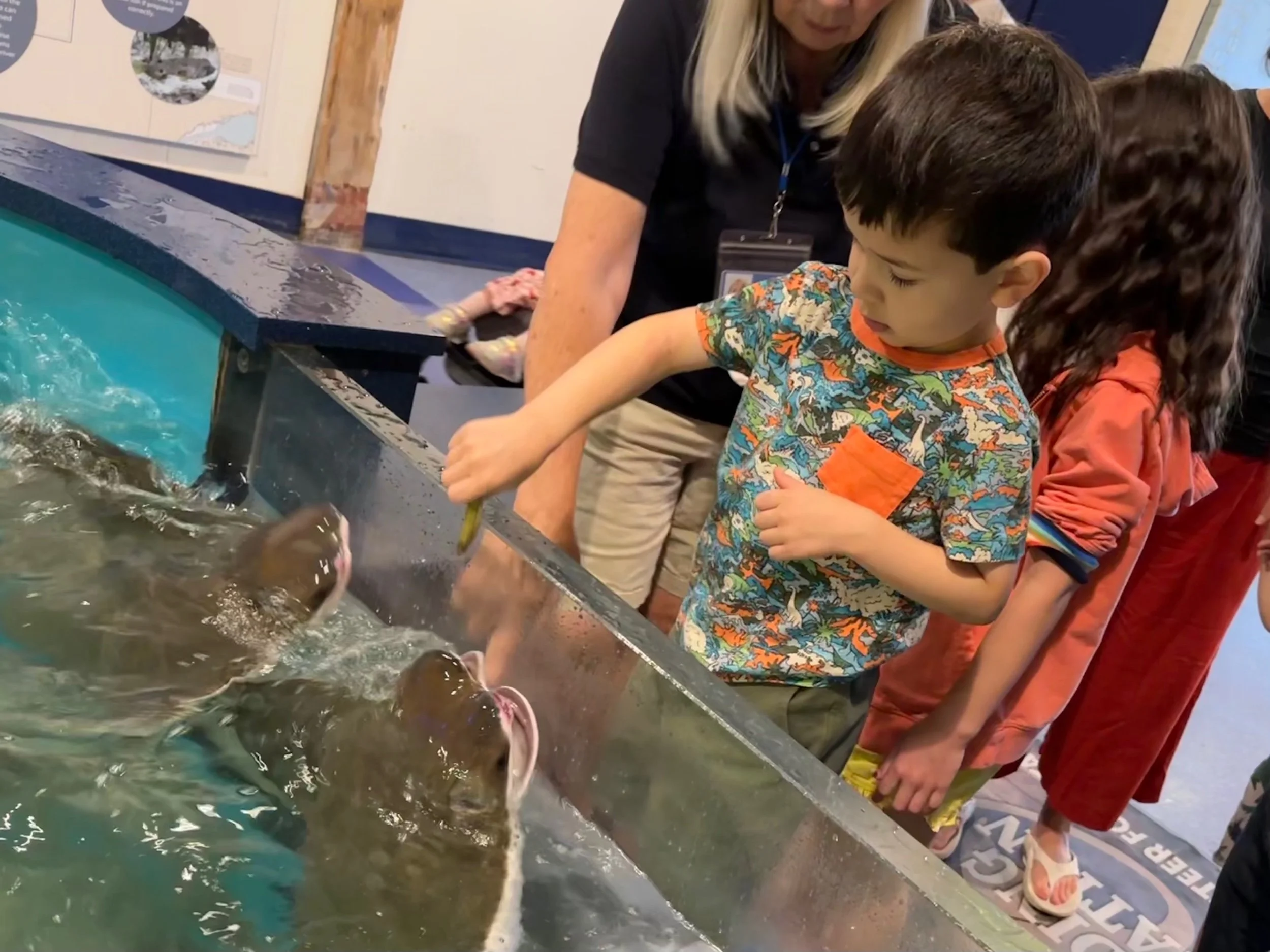 Feeding sting rays