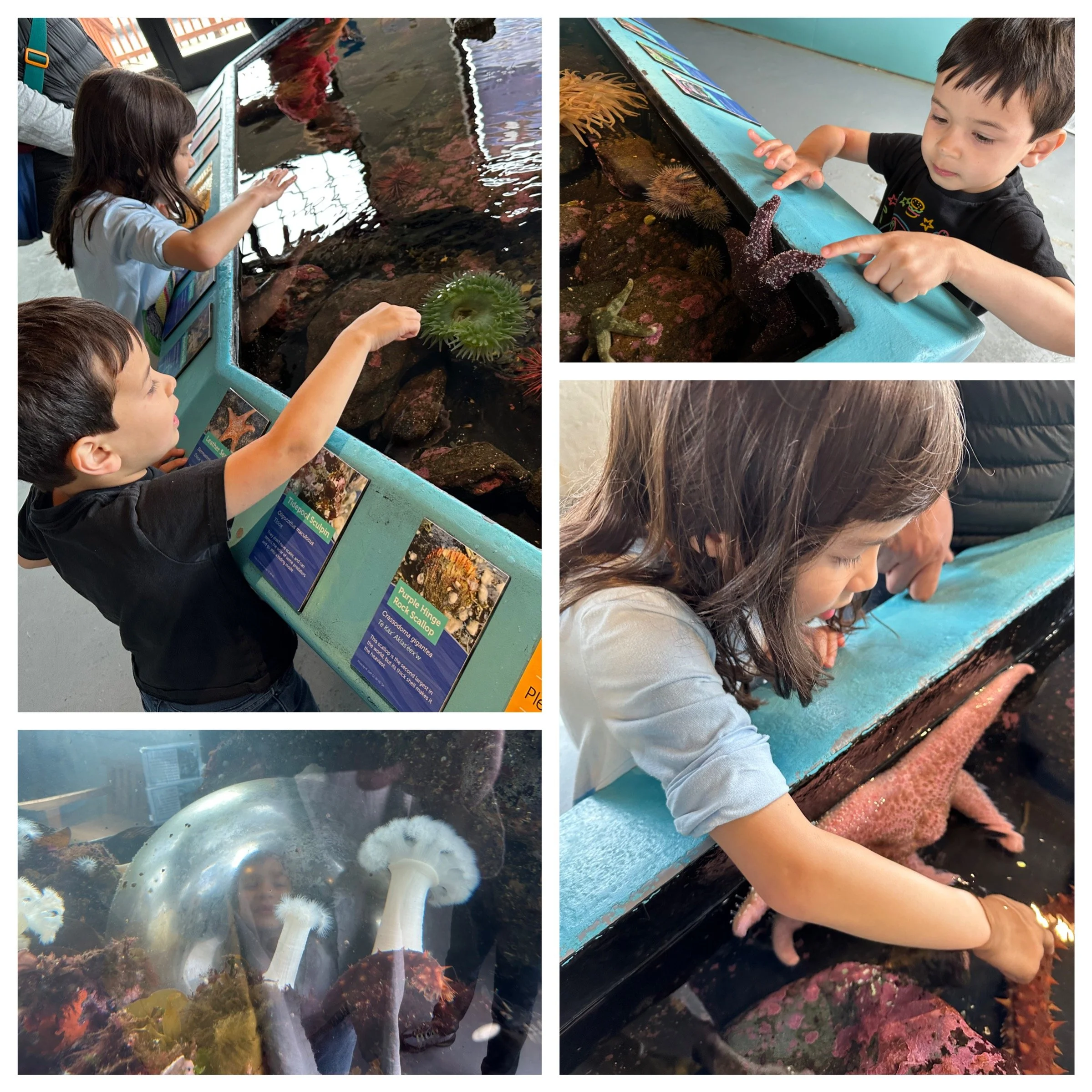 Back to the touch tanks