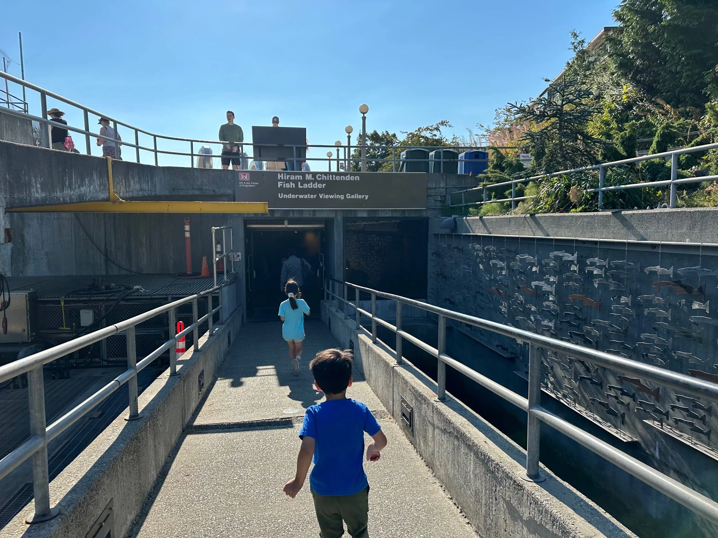 Are the salmon swimming?