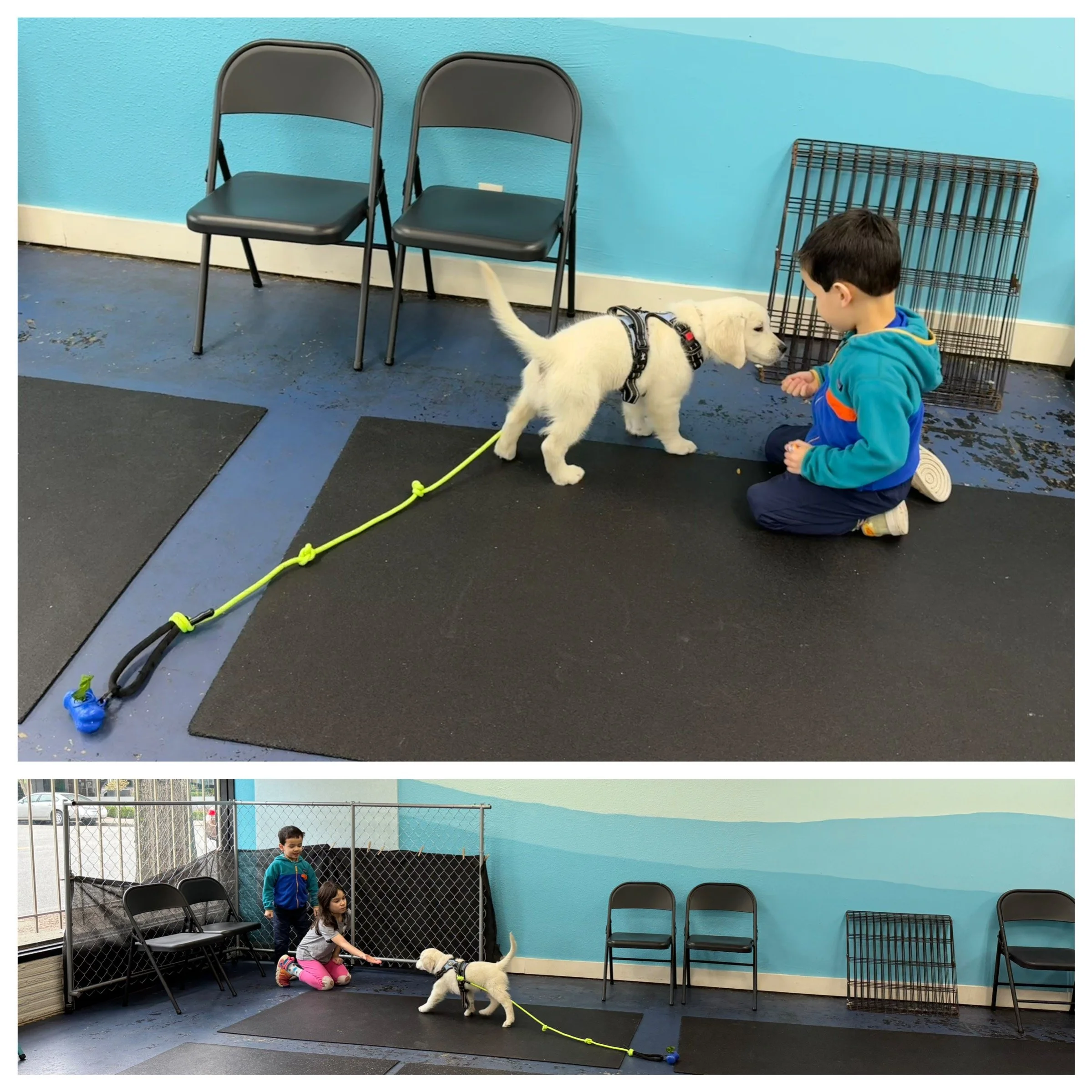 First puppy training class