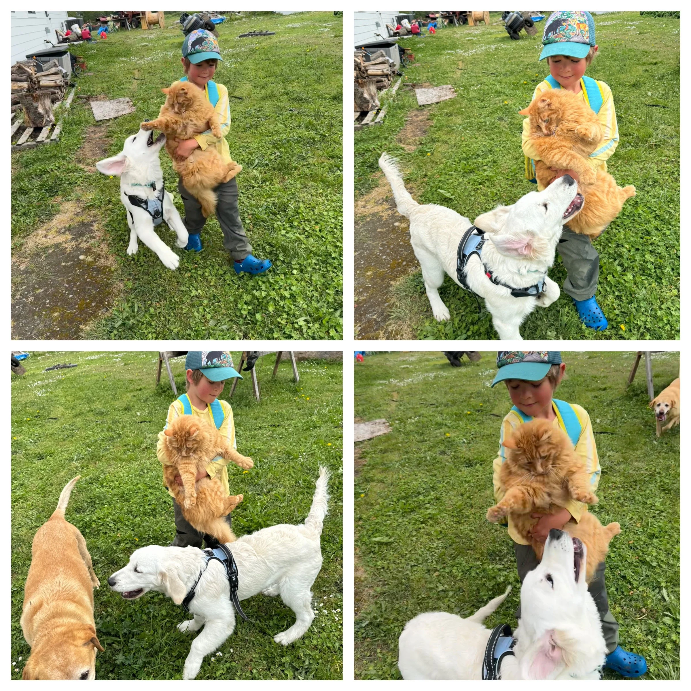 Humbao learned about cats