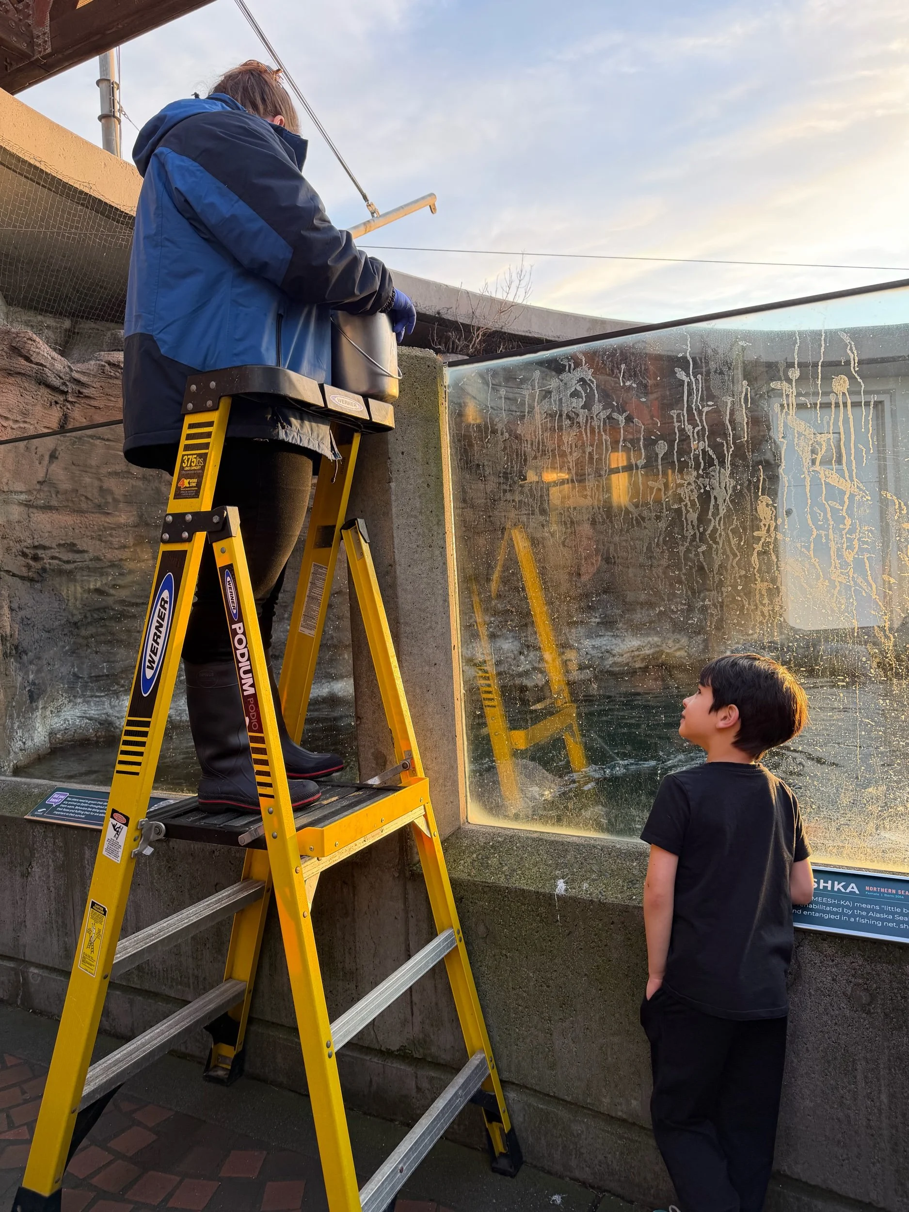Sunset sea otter feeding