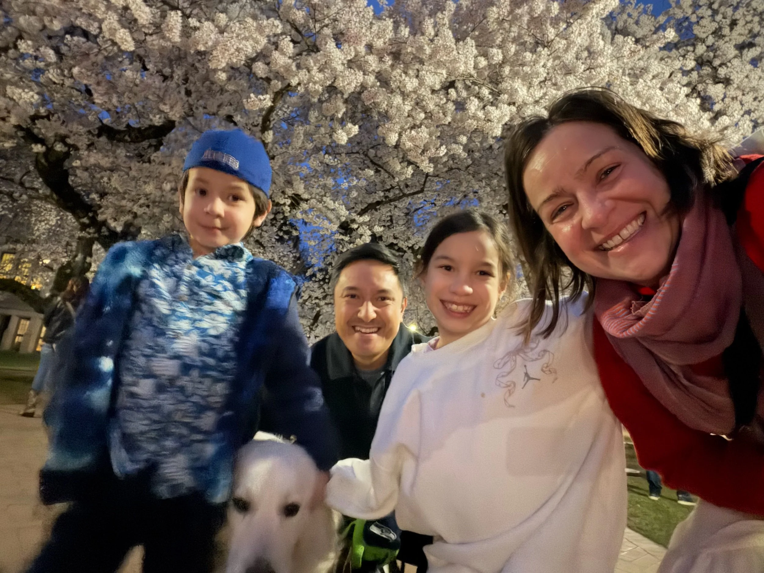 Peak Cherry Blossoms