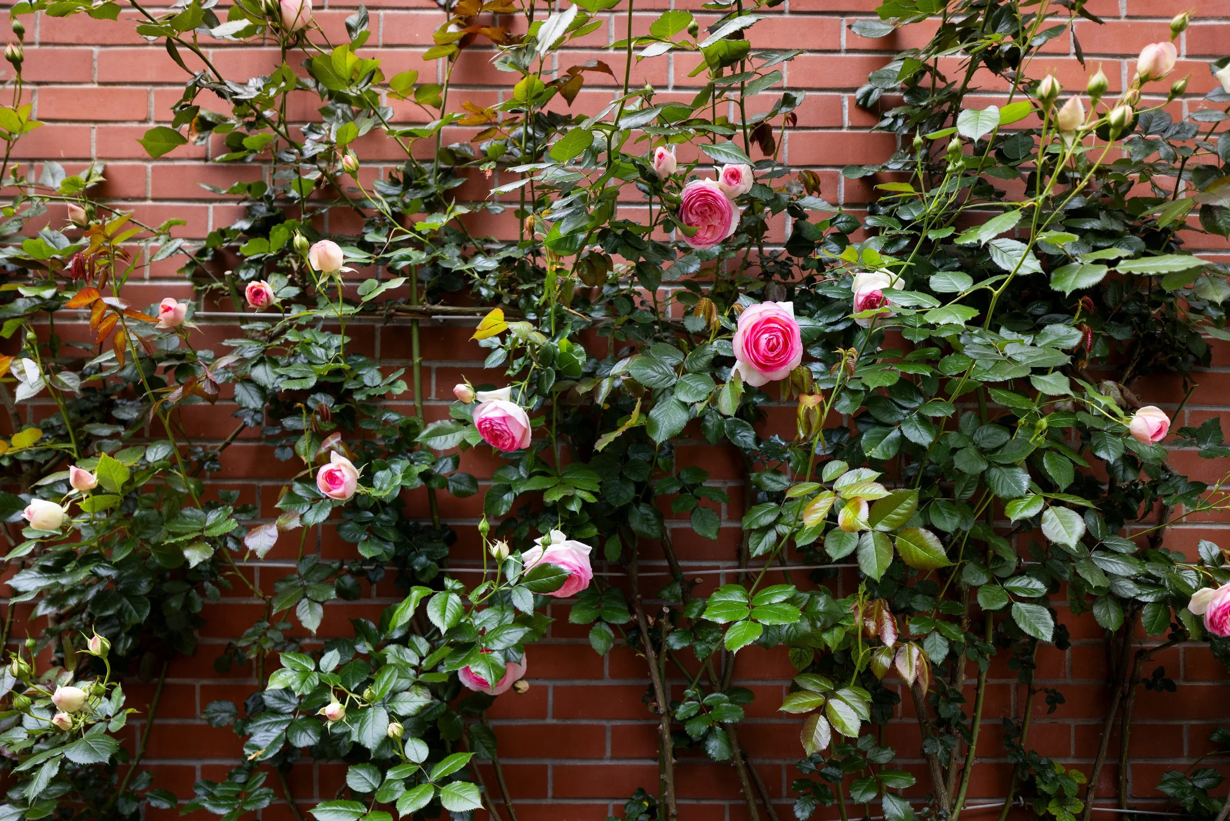 Detail_Roses_2662.jpg