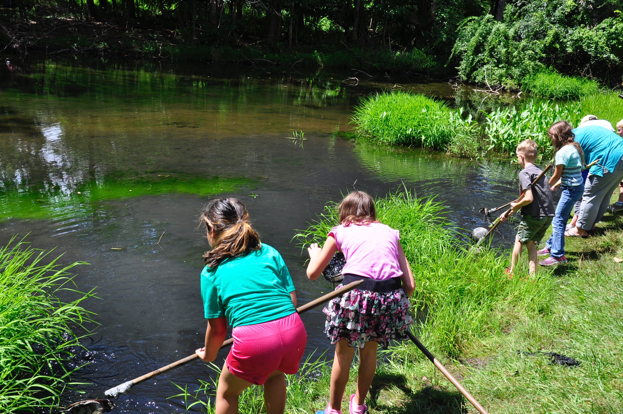 Pond Dipping_SNC.jpg