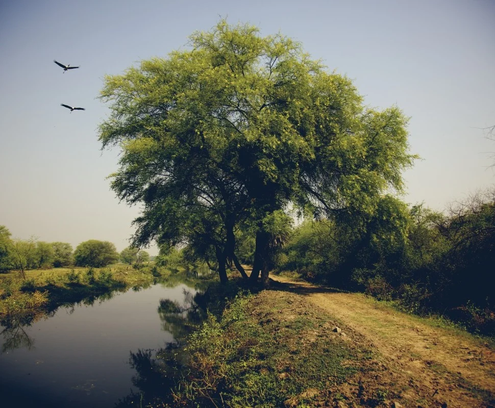 tree_2.jpg